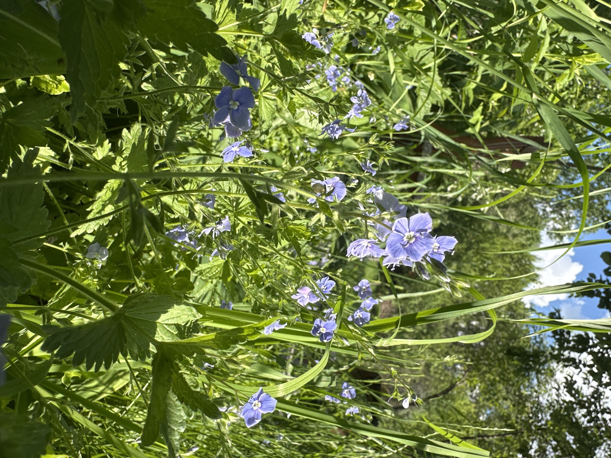 The image captures a ground-level view of a dense patch of vegetation, likely in Chaikovsky, Russia, given the prompt's specification. Several small, light blue, five-petaled flowers are interspersed among various green plants. Some plants have broad, palmate leaves, while others have long, thin blades similar to grass or reeds. The scene is brightly lit, with sunlight highlighting the foliage and flowers. In the background, blurred trees and a glimpse of a blue sky with white clouds suggest a natural or garden setting, potentially near a park or wooded area. There are no people or animals visible.