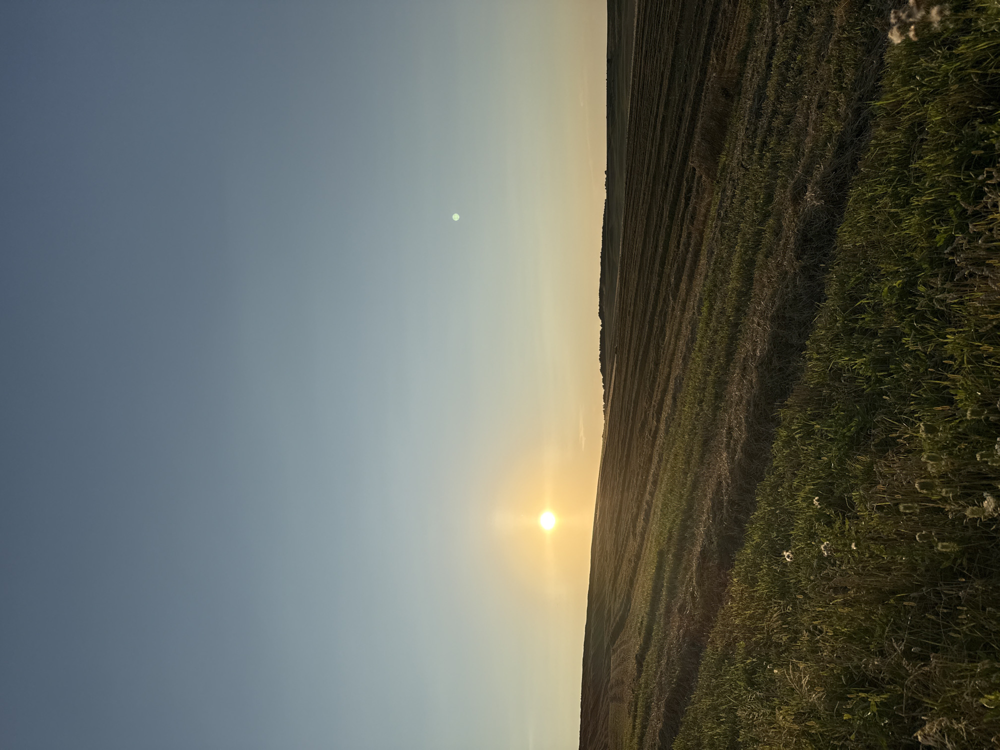 The image depicts a vast, open field under a clear sky at sunset. The sun, a bright orb, is positioned low on the horizon, casting a warm glow across the landscape. The field itself appears to have been recently harvested, with rows of cut hay visible across its surface, interspersed with patches of green grass. In the distance, a treeline marks the edge of the field, and a faint, light-colored object, possibly the moon or a distant cloud, is visible in the sky to the right of the sun. The overall impression is one of rural tranquility and the end of a day.