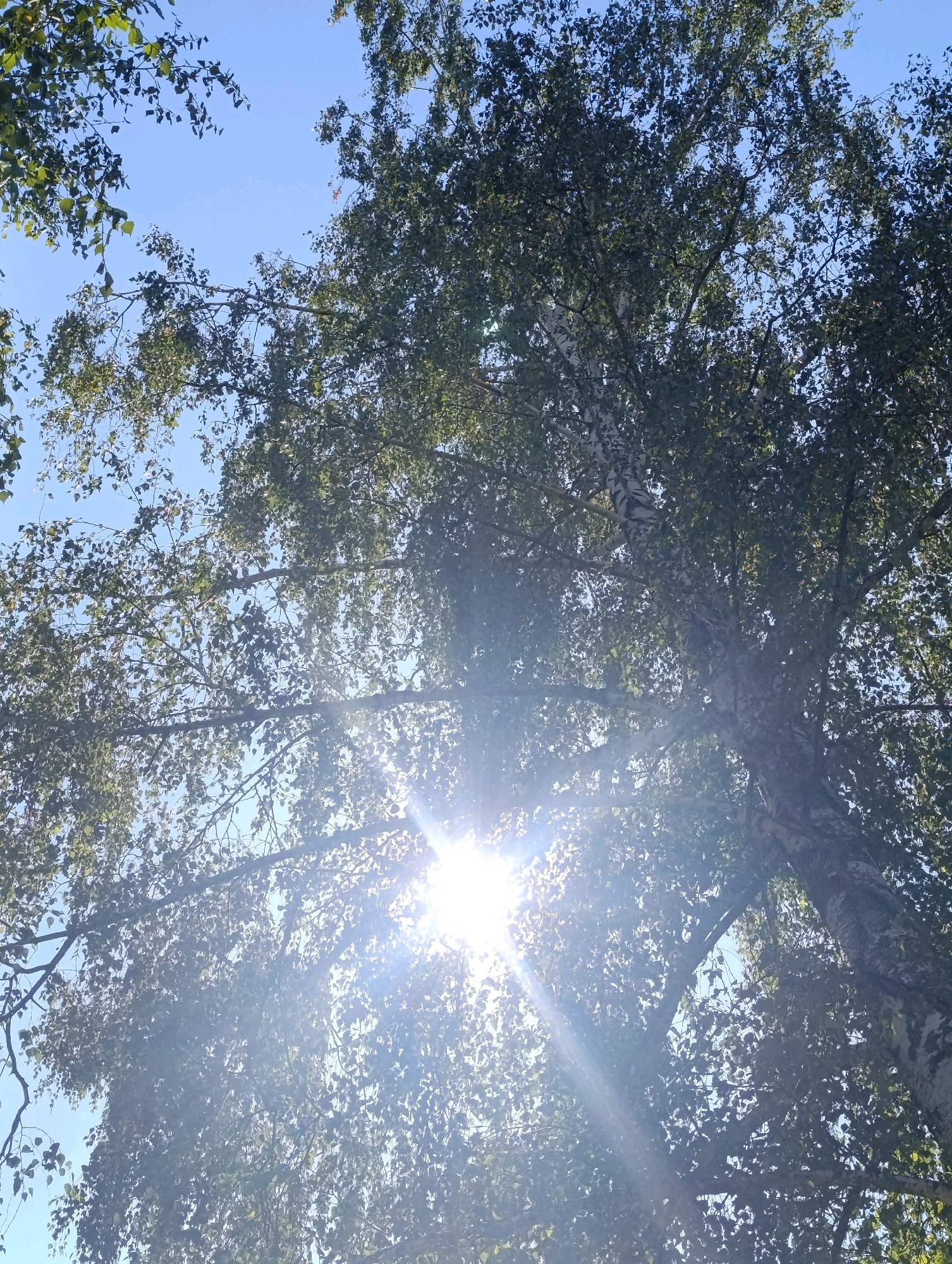 The image is a low-angle shot looking up through the canopy of a birch tree against a clear blue sky. Sunlight flares brightly in the upper center of the frame, casting rays and dappling the leaves and branches with light. The leaves are green and appear to be in full foliage. The bark of the birch tree, with its characteristic white and dark markings, is visible on the right side of the image. The scene is natural and appears to be outdoors. The location is stated to be the city of Bila Tserkva, Ukraine, though no specific landmarks or urban elements are visible within the frame to confirm this. There are no people or other living creatures depicted in the image.
