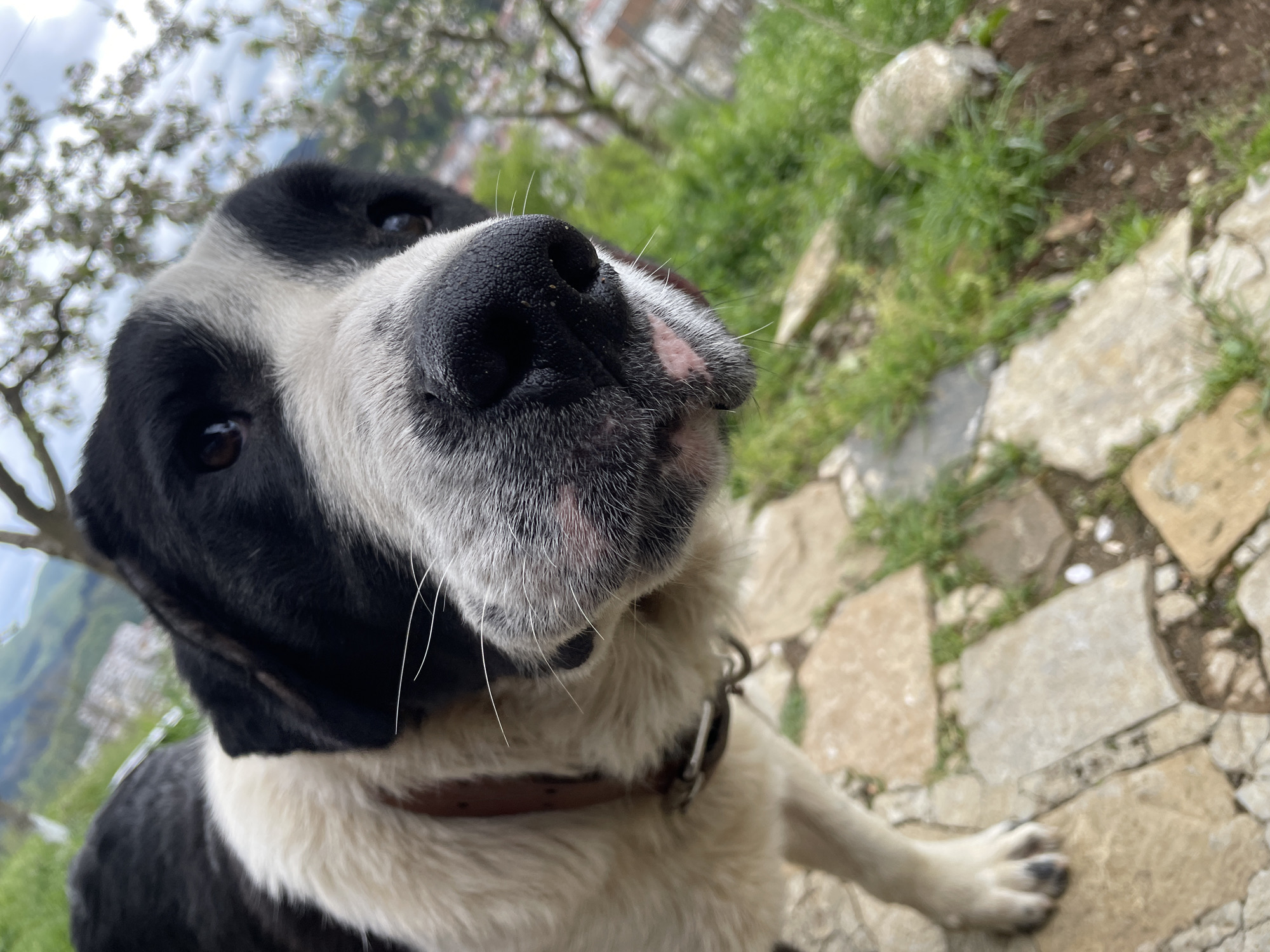 A close-up, low-angle shot features a black and white dog outdoors. The dog's face dominates the frame, with its large black nose, white muzzle, and dark, inquisitive eyes looking directly upwards towards the camera. Prominent whiskers are visible around its snout, which shows some pinkish pigmentation on the upper lip. The dog wears a brown leather collar around its neck.
The background is softly out of focus, indicating a shallow depth of field. Above and behind the dog, blurred white blossoms on tree branches suggest springtime. Further back, a verdant landscape with green grass, possibly some scattered stones, and what appear to be distant buildings or houses can be discerned. The ground directly beneath the dog features light-colored, irregular stone pavers. The overall setting appears to be a garden or outdoor area in a hilly or mountainous region.
The image captures a moment of canine curiosity or engagement, likely taken during daylight hours with natural, bright illumination. The perspective emphasizes the dog's snout, giving it a playful, almost selfie-like quality. The location is Zlatograd, Bulgaria. There is no visible text in the image.
