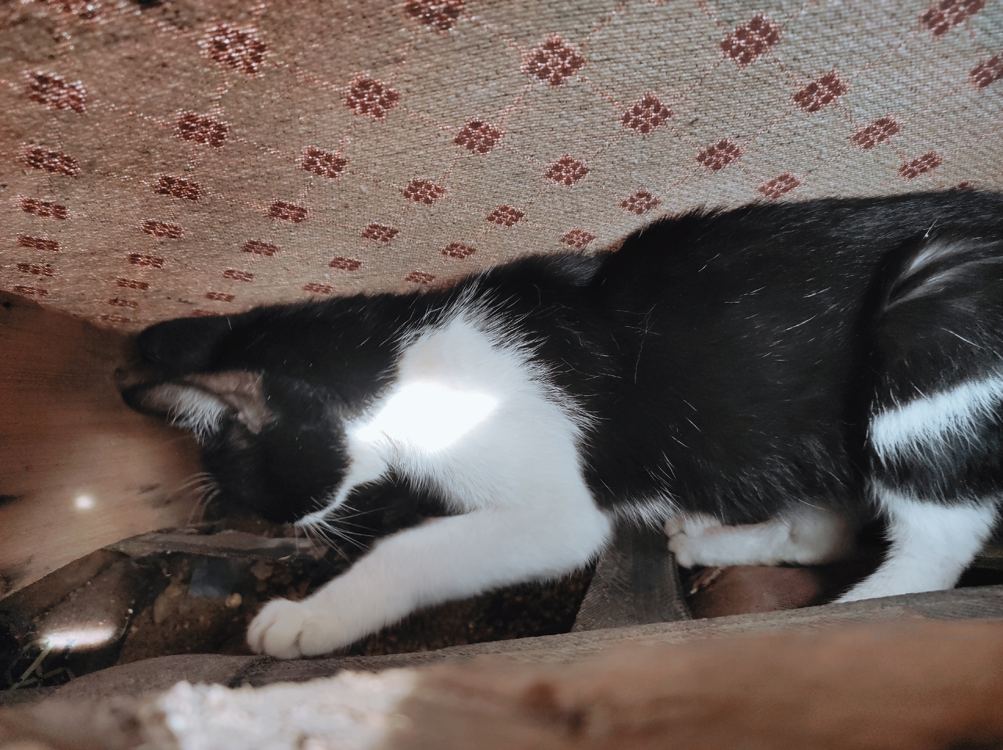 A black and white cat is sleeping under what appears to be a patterned upholstered surface. The cat is lying on a surface that looks like wood and possibly soil, suggesting an outdoor or semi-outdoor location. The setting appears to be somewhat enclosed and dimly lit. The specific location within the city of Jos, Nigeria, cannot be determined from this image.