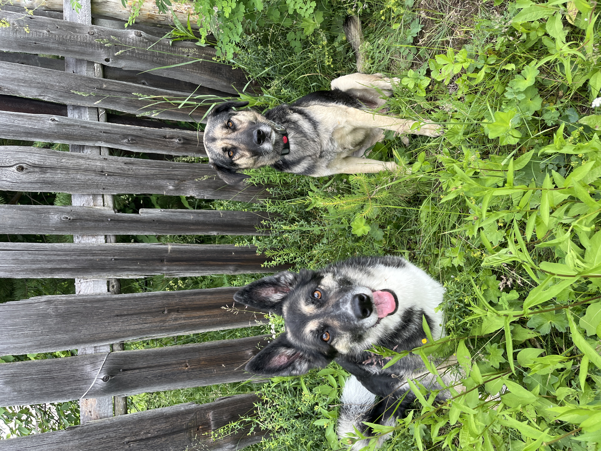Two dogs are positioned in front of a weathered wooden fence amidst lush green foliage. The dog on the left is lying down, facing the camera with its tongue out and ears perked up. The dog on the right is sitting upright, also facing the camera, wearing a dark collar with a red circular tag. The fence, composed of vertical wooden planks, shows signs of age and wear. The environment is outdoors, with dense green plants surrounding the dogs and the fence. The lighting suggests it is daytime. The image does not depict any identifiable landmarks or features that would specifically place it within the city of Nizhny Tagil, Russia.