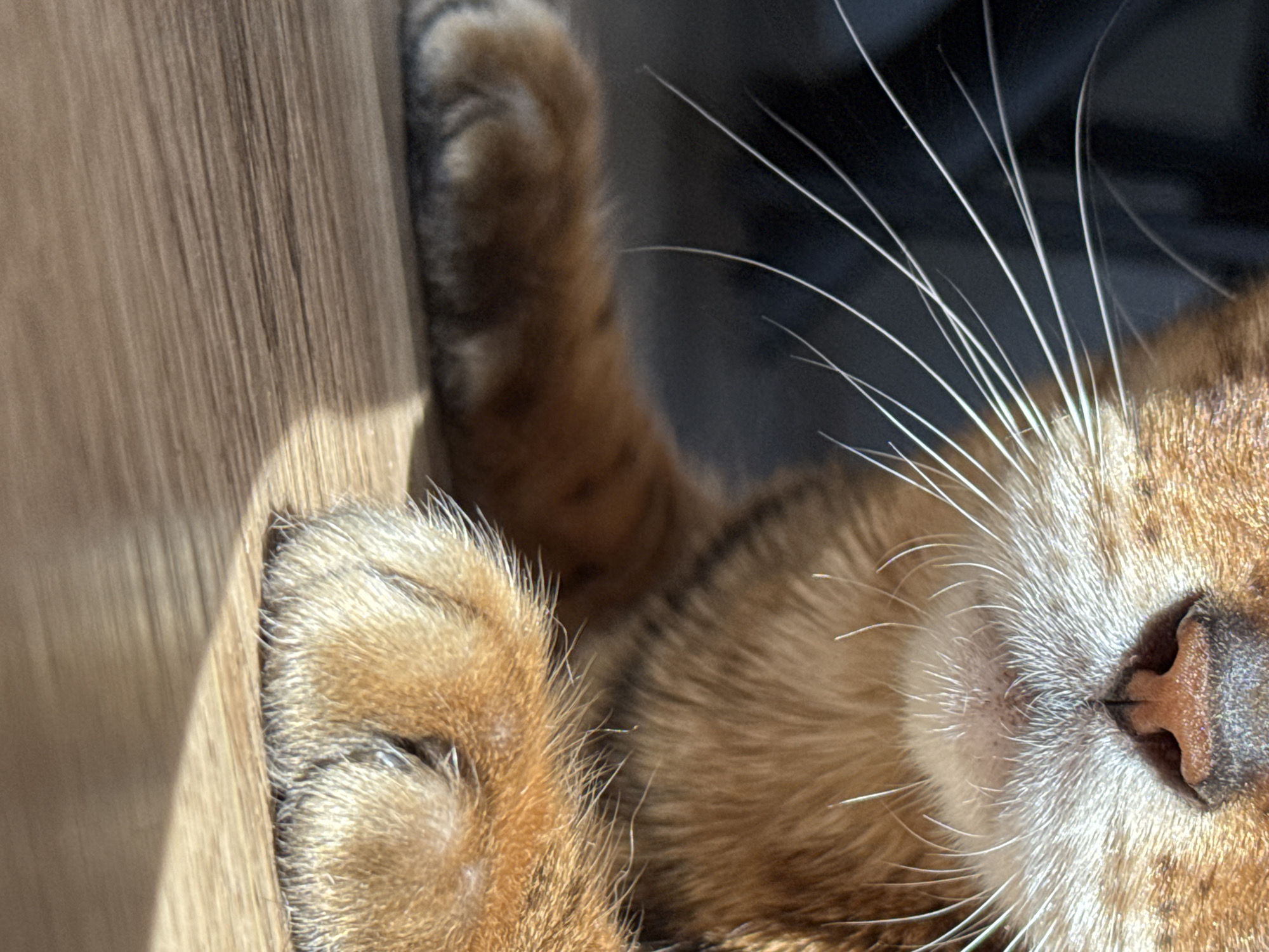The image is a close-up shot of an Abyssinian cat's face and paws, resting on a wooden surface. The cat has short, reddish-brown fur with darker tabby markings visible on its body. Its nose is dark pink, and its mouth is surrounded by long, white whiskers. The cat's front paws are visible, with one paw slightly in front of the other. The paws are covered in soft, reddish-brown fur with visible white fur around the pads. The wooden surface is light brown with a visible wood grain pattern. Sunlight casts a shadow on the wooden surface, creating a diagonal line across the lower portion of the image. The background is dark and out of focus, suggesting the cat is indoors, possibly in a dimly lit room. There are no people or other animals present in the image. The location is Unknown, Unknown.