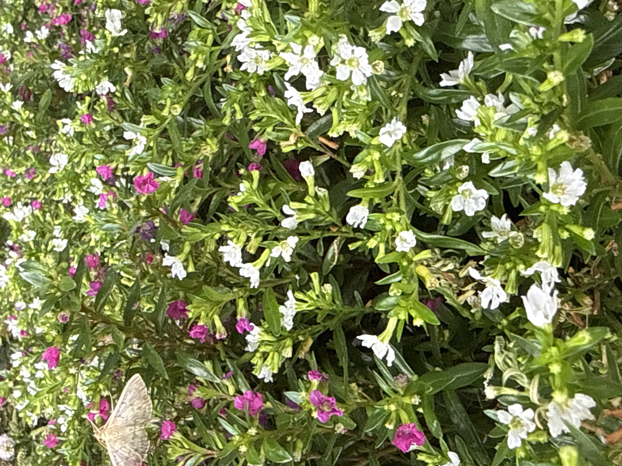The image is a close-up, eye-level, outdoor shot of a dense flowering shrub with many small white and pink flowers and green leaves. A light brown moth is resting on the leaves on the left side of the frame. The lighting suggests it is daytime, and the focus is on the plants and the insect, creating a shallow depth of field with the background blurred. This scene could be from a garden in Bad Lauterberg im Harz, Germany, given the context provided.