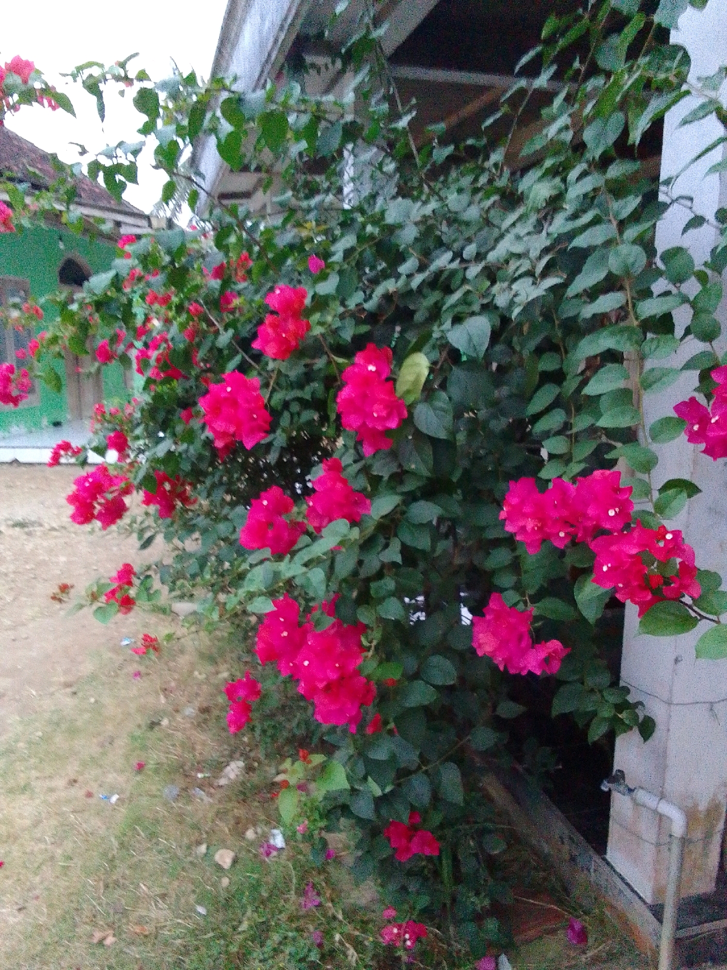 A bush of vibrant pink bougainvillea flowers is in full bloom, its branches cascading over a sandy ground and a portion of a white, rough-textured pillar. The pillar is adorned with a white pipe and a tap. Behind the flowers, a building with a green wall and a tiled roof is partially visible, hinting at a residential setting. The overall scene suggests an outdoor space in Trenggalek, Indonesia, perhaps a garden or the side of a house.