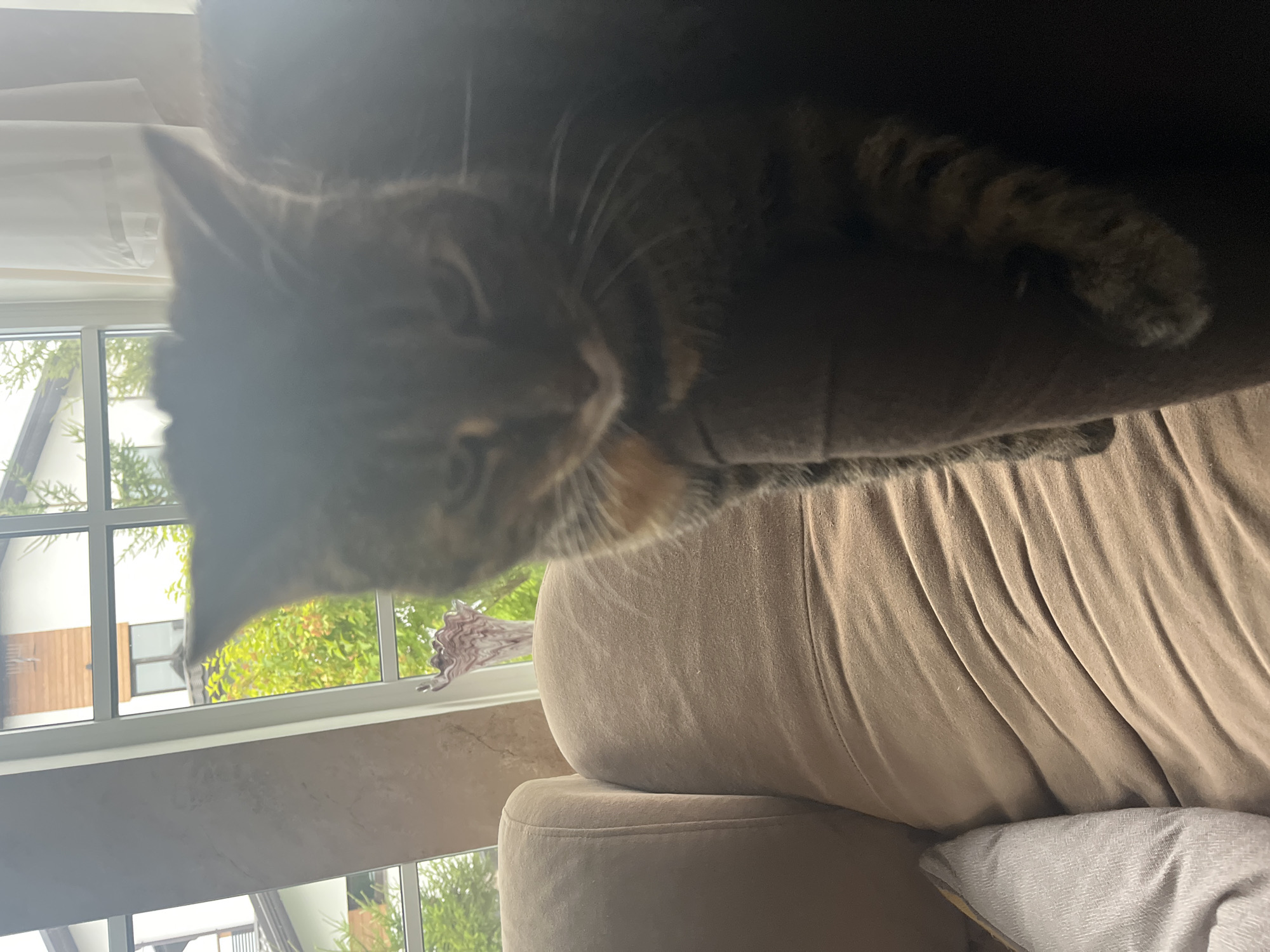 A tabby cat is resting on a plush brown sofa near a large window. The cat is mostly in focus, with its head down, appearing to be dozing or observing something outside. Through the window, residential buildings and lush green trees are visible, suggesting an outdoor scene. The sofa is a dominant element in the foreground, with a lighter colored pillow to the left. The lighting suggests it is daytime, with natural light streaming in from the window. The overall setting appears to be a comfortable indoor environment. The specific location in the city of Vladimirovka, Russia is not discernible from the visual information provided in the image.