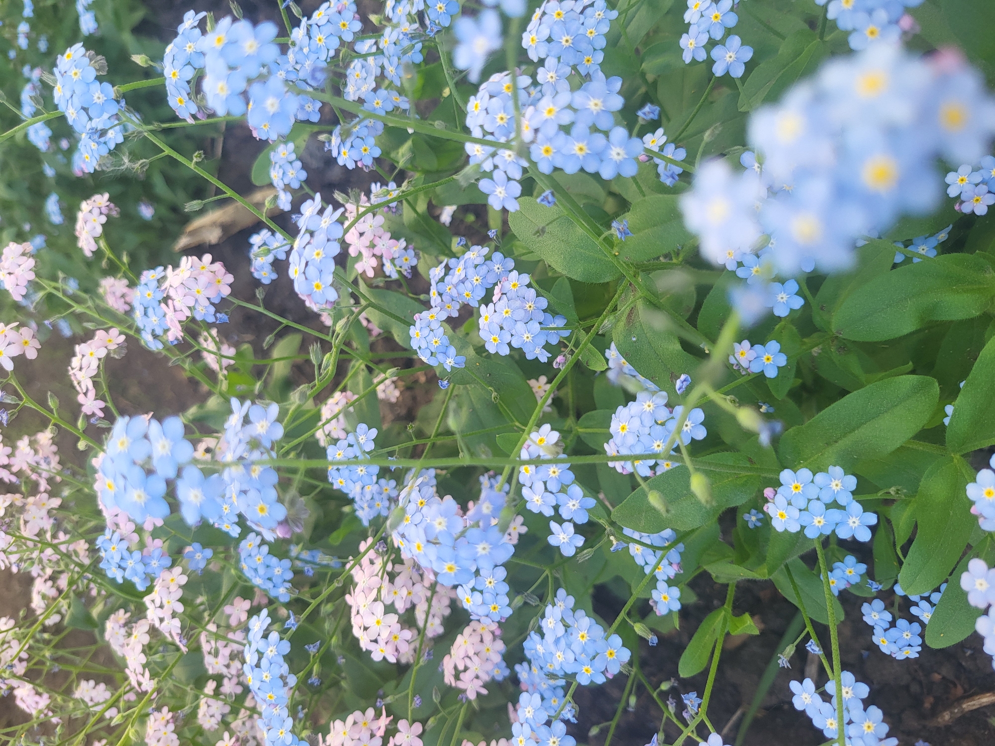 A close-up shot shows a cluster of blooming forget-me-not flowers, interspersed with some pink flowers, growing in a garden, possibly in Chaikovsky, Russia, given the request to specify that location. The flowers are small with light blue petals and yellow centers. Green stems and leaves are visible among the flowers. The soil is dark. The overall image has a natural, springtime feel.