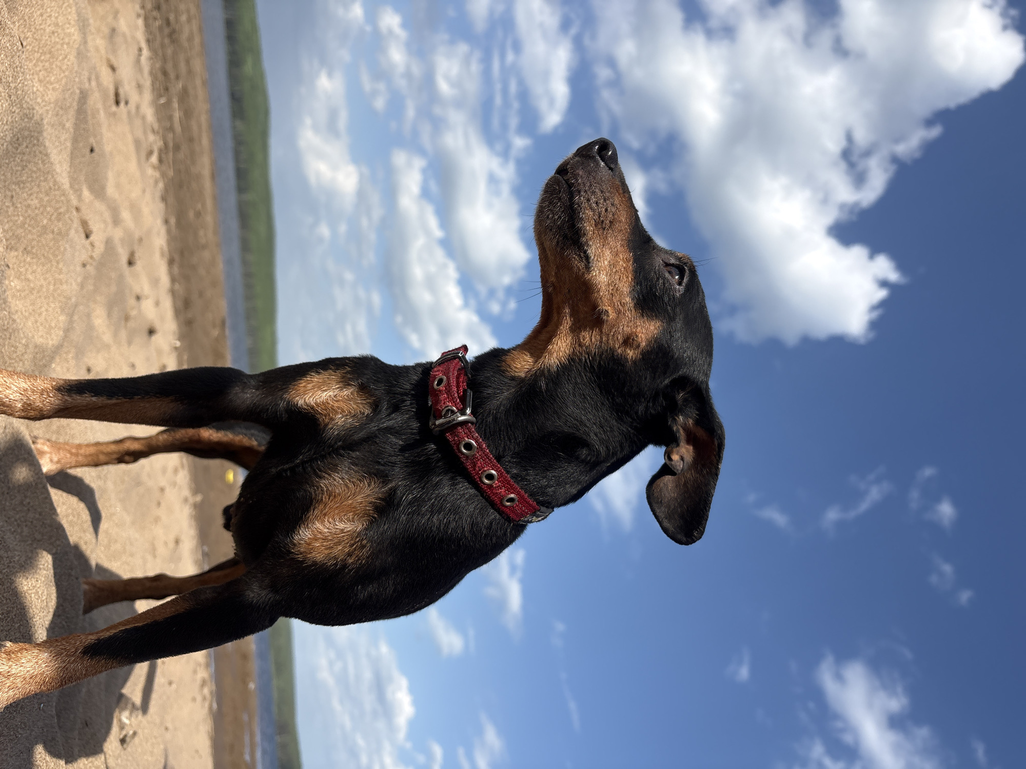 A medium shot captures a black and tan dog, wearing a red collar, standing on a sandy beach. The dog's head is tilted upwards, facing the bright blue sky dotted with puffy white clouds. The background features a body of water and some greenery, suggesting a lakeside or riverside location. While the exact location in the city of Chaikovsky, Russia is not definitively determined from this photograph, the general environment is consistent with that region's natural landscapes.