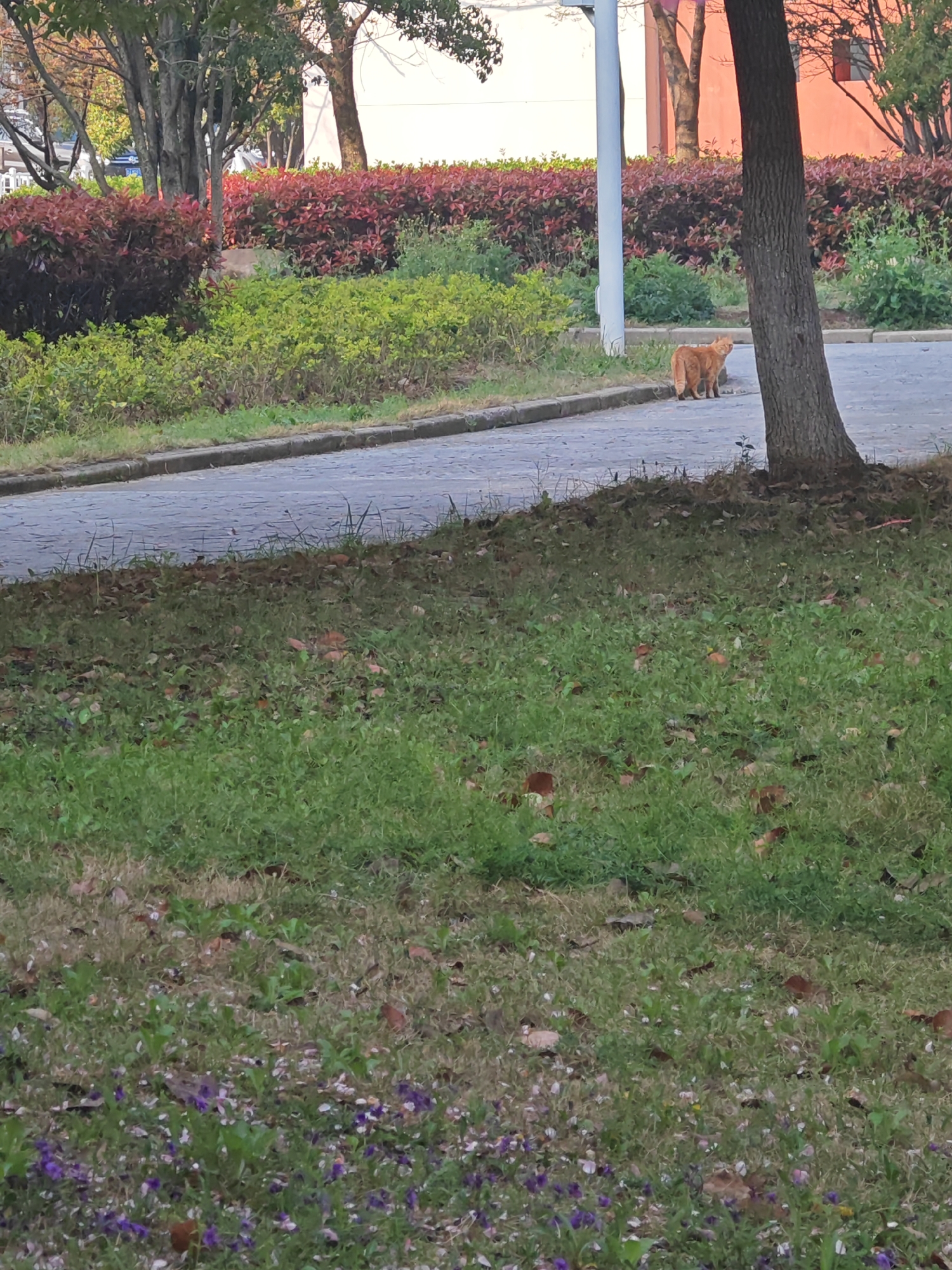 The scene is set in Jiangning District, China. A ginger cat stands on a gray brick paved road near the base of a tree. The cat is looking toward the viewer. There is a grassy area with some small purple flowers and fallen leaves in the foreground. In the background there are green and red bushes. There is a tall white pole behind the bushes. There are trees in the background. A building is also visible.