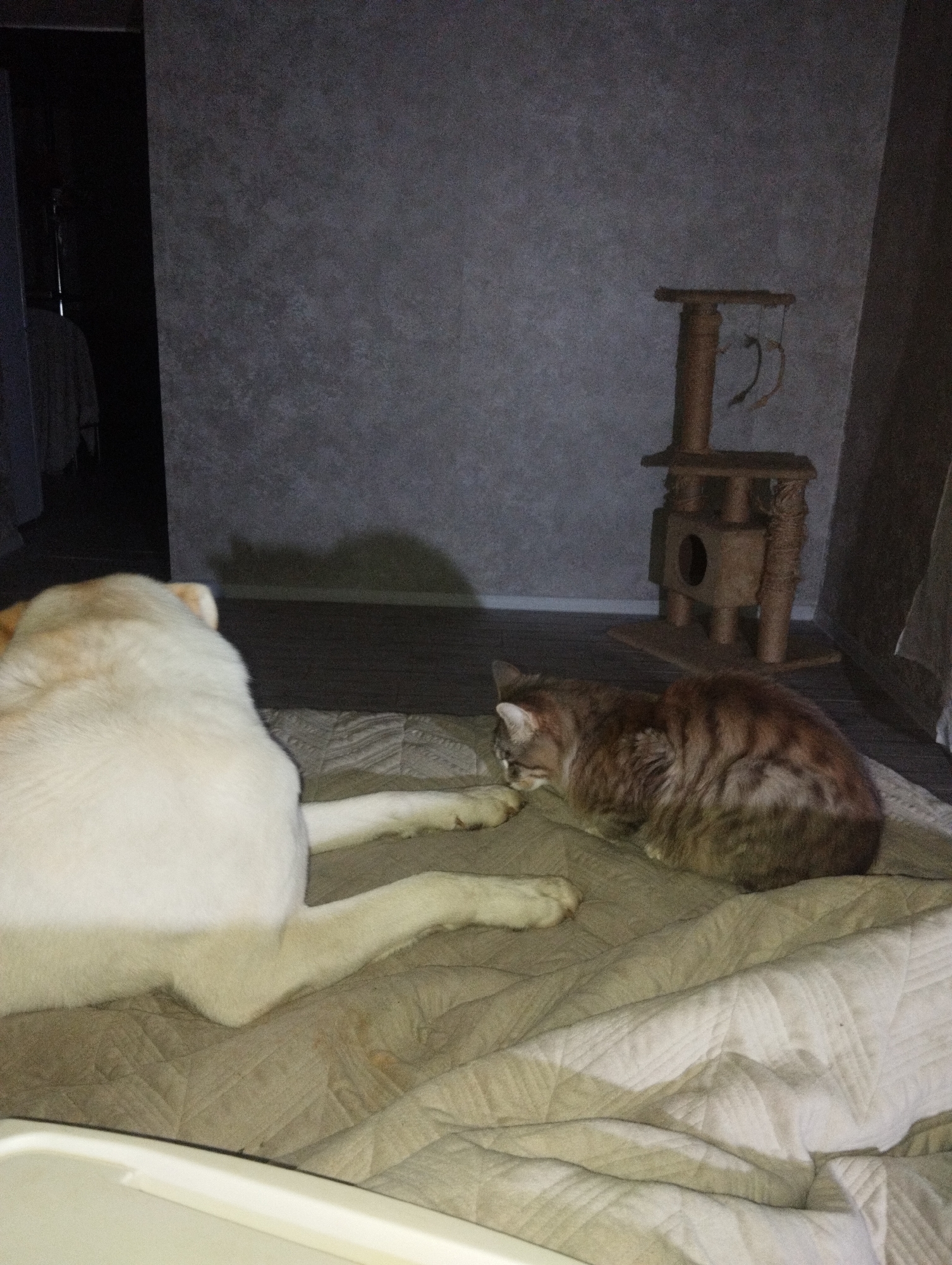 A tan cat and a white dog are on a tan and white quilted blanket on the floor. Behind them is a cat tree. To the left, there is a dark opening to a room. The walls are gray. The location is unknown and not necessarily Grishanki, Russia.
