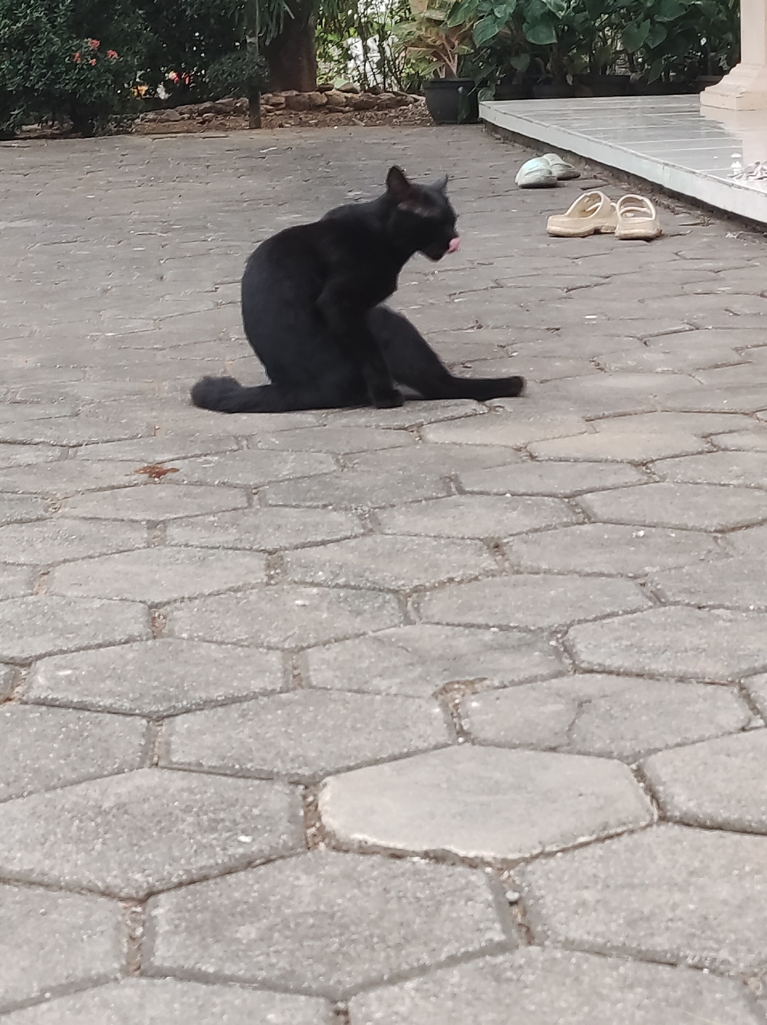 A black cat is sitting on a hexagonal paved patio with its tongue sticking out. It appears to be grooming itself. In the background, there are some plants and a building with a white railing. To the right of the cat, there are two pairs of sandals. The scene appears to be in a residential area in Mojopuro, Indonesia.