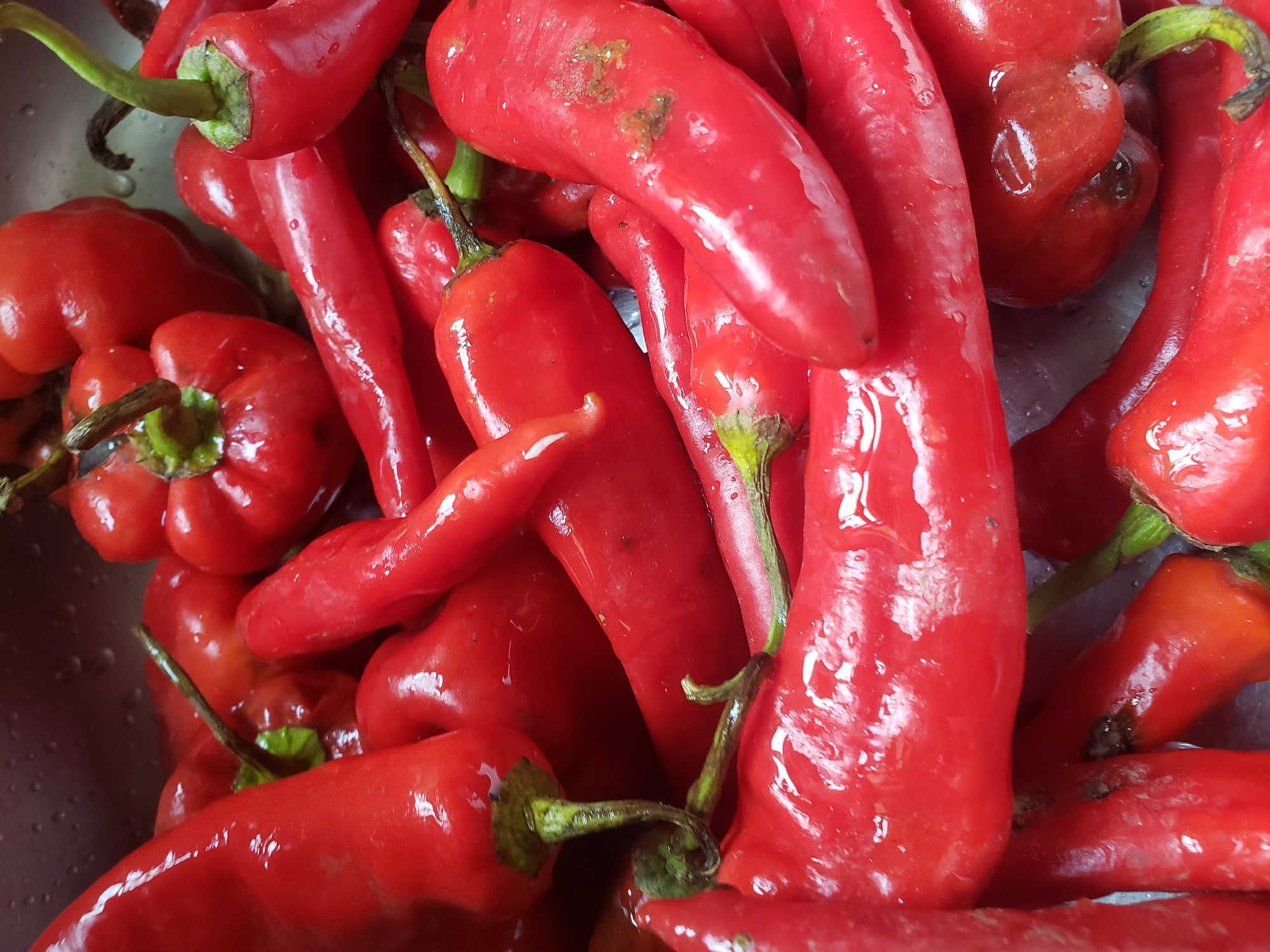 A close-up, overhead shot captures a pile of wet, vibrant red chili peppers, likely in a kitchen sink or container in Narayi, Nigeria. The peppers vary in shape and size, with some being long and slender, while others are shorter and rounder. A few of the peppers show slight imperfections, such as dark spots or blemishes. The surfaces of the peppers are glistening with water droplets, suggesting they have been recently washed. The lighting highlights the glossy texture of the peppers. The background is out of focus, but appears to be a neutral, metallic surface, possibly the edge of the container. There are no people or animals visible in the image.