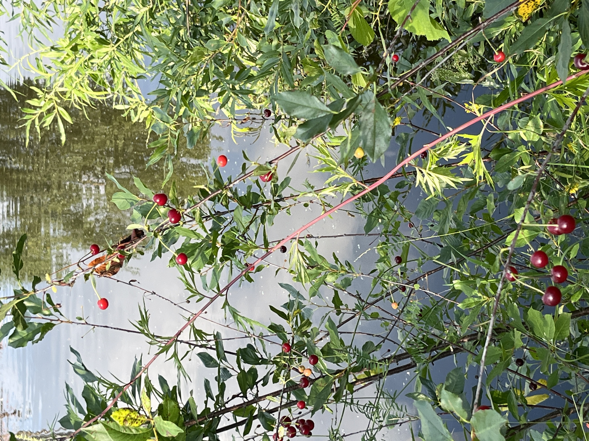 This is a vertical, medium shot photograph of a cherry tree branch with ripe cherries growing near a body of water. The cherries are a deep red color and are clustered together on thin stems. Some leaves on the tree are green, while others are tinged with yellow, indicating they may be ripening or beginning to wither. The water in the background is dark and reflects the surrounding greenery, suggesting it is a pond or slow-moving river. The scene appears to be in a natural, outdoor setting, possibly a park or garden in Chaikovsky, Russia. There are no people or animals visible in the image. The lighting suggests it is daytime, with sunlight filtering through the leaves.