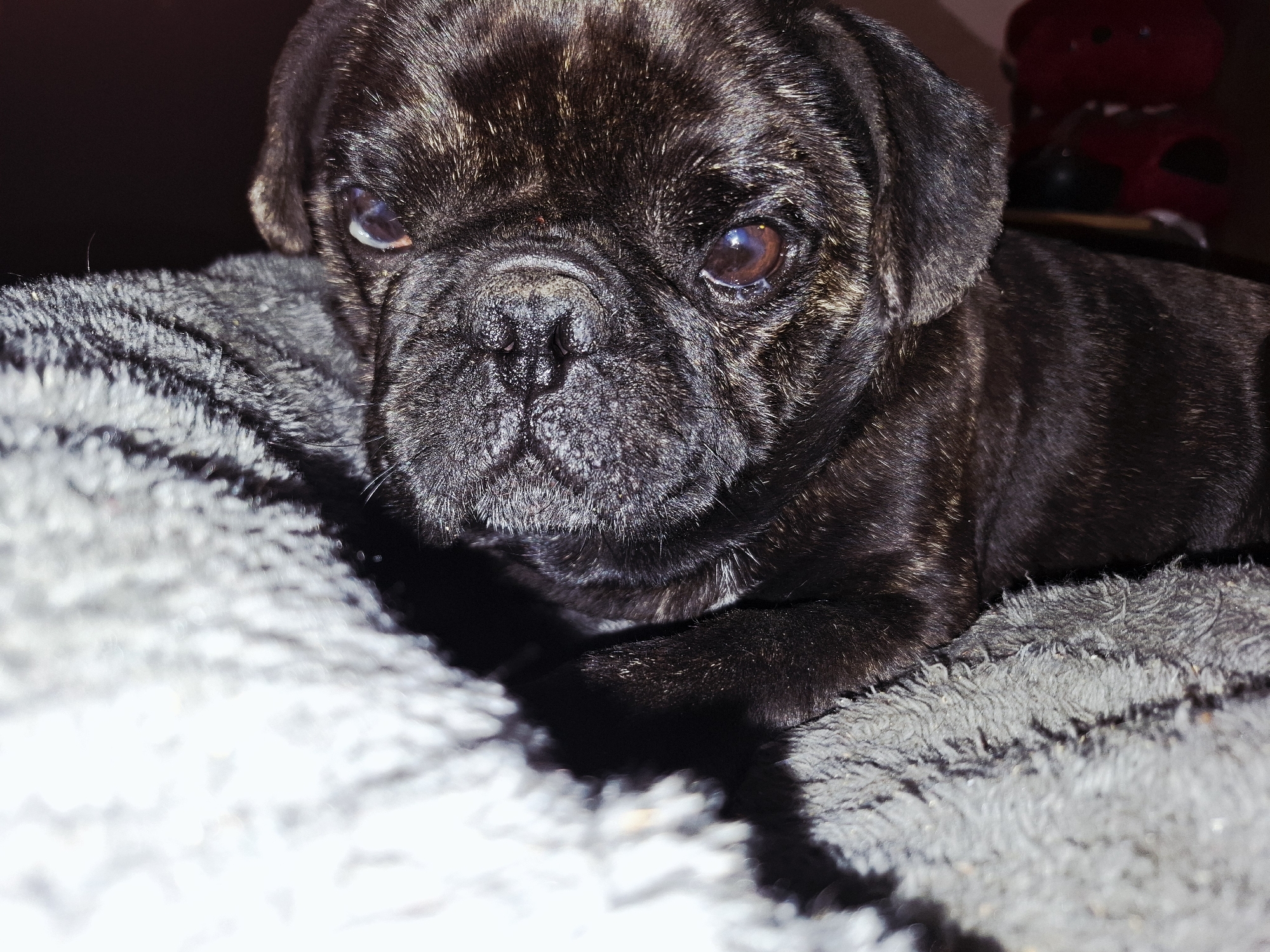 A close-up, eye-level shot captures a small, brindle-coated puppy, likely a Pug or French Bulldog mix, resting on a soft, grey, fluffy blanket. The puppy's dark, expressive eyes, reflecting an unseen light source, gaze directly at the camera with an inquisitive and calm demeanor. Its wrinkled dark snout and mouth area are prominent features. The brindle fur displays a pattern of dark brown and black interwoven with lighter reddish-brown streaks, particularly visible on its head and body.
The puppy's front paws are tucked beneath its chest as it lies comfortably. The foreground features a blurred portion of the grey blanket, emphasizing its soft texture. In the softly out-of-focus background, indistinct dark and reddish objects are visible, suggesting an indoor domestic setting. The lighting indicates an interior scene, possibly under artificial light. No specific location cues are visible within the image itself to identify Krapets, Bulgaria, beyond the provided context. There is no visible text. The overall scene conveys a sense of comfort and a sweet, innocent animal.