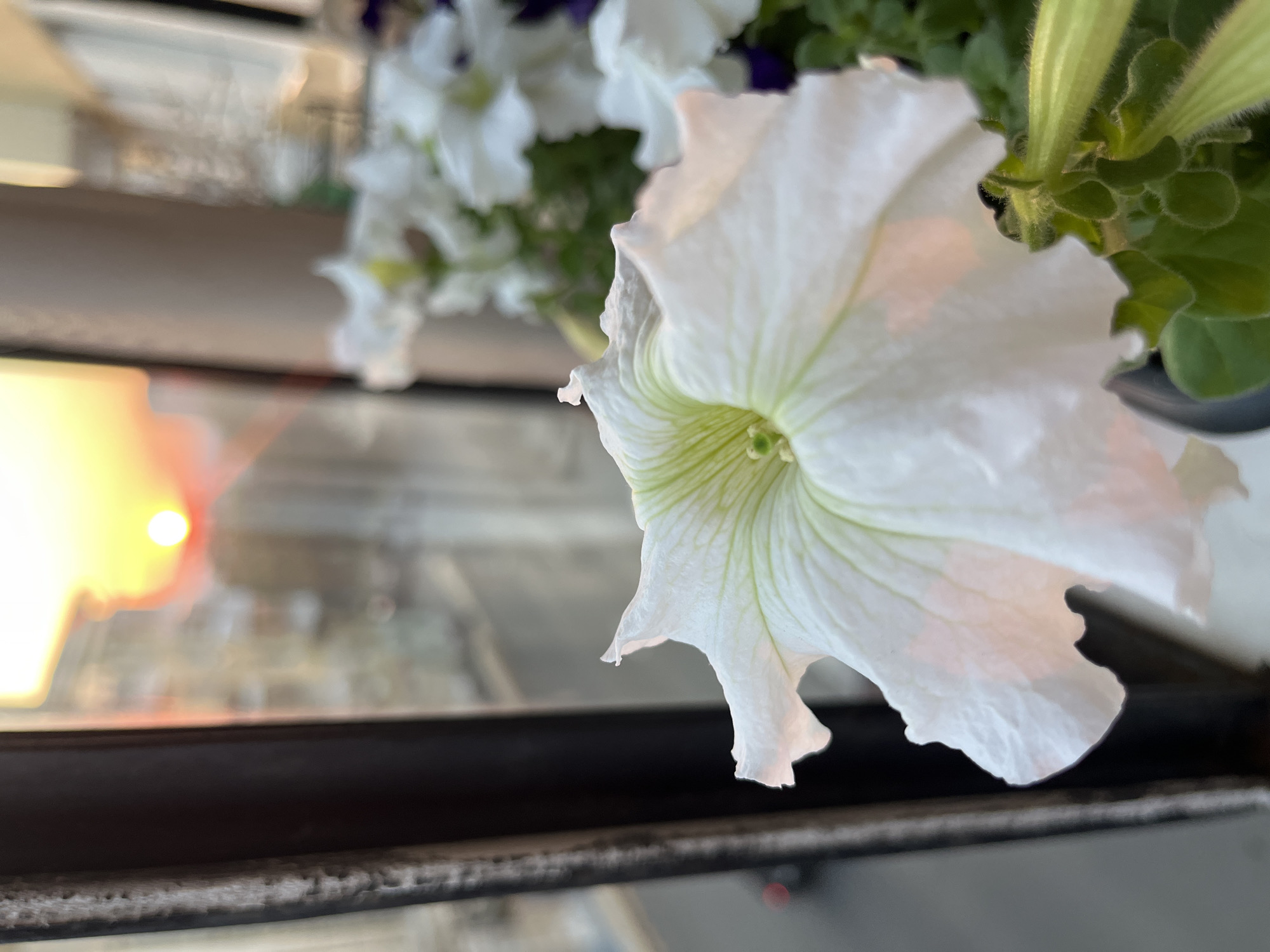 A close-up, eye-level shot captures a white petunia flower in the foreground, positioned to the right of the frame. The flower, with its delicate, ruffled petals and faint green veins, is in sharp focus. Behind the petunia, out of focus, are more white petunias and hints of purple flowers. The background reveals a window with a sunset visible through it. The sky is a gradient of orange and yellow, with the sun appearing as a small, bright orb. The scene is set indoors, likely on a windowsill, given the presence of the window frame and the plants. The overall ambiance is peaceful and serene, with the warm glow of the sunset illuminating the scene. The location is the city of Samara, Russia.