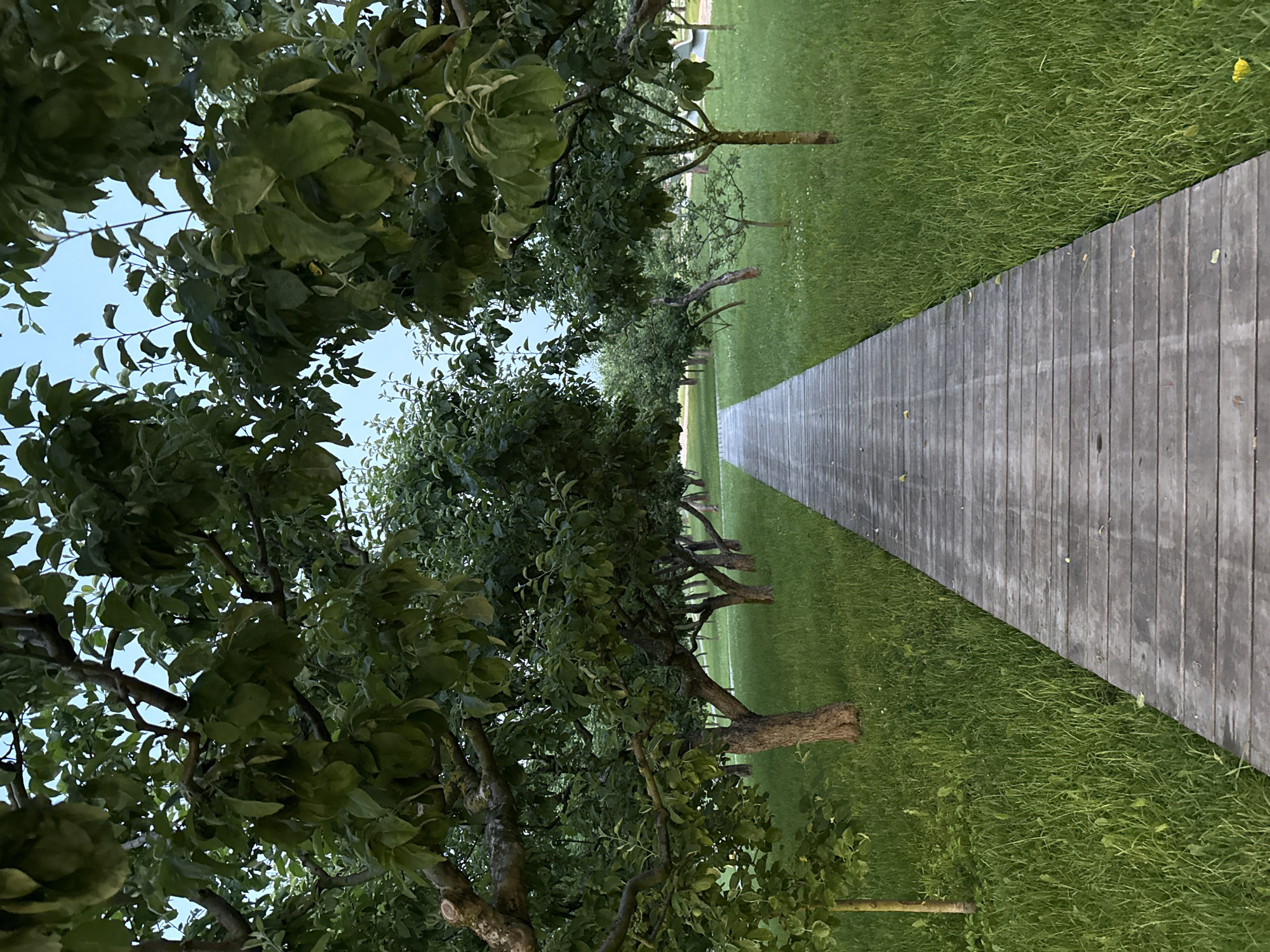 The image depicts a wooden walkway leading through an orchard or park with mature trees on either side. The trees are leafy and green, with visible trunks and branches. The walkway is constructed of weathered wooden planks, running lengthwise through the center of the frame and receding into the distance. Lush green grass surrounds the walkway, with some small white flowers scattered within it. The sky is a pale blue, suggesting it is either early morning or late evening. There are no people visible in the image. The scene is serene and naturalistic. There is no information in the image that indicates the location is Moscow, Russia.