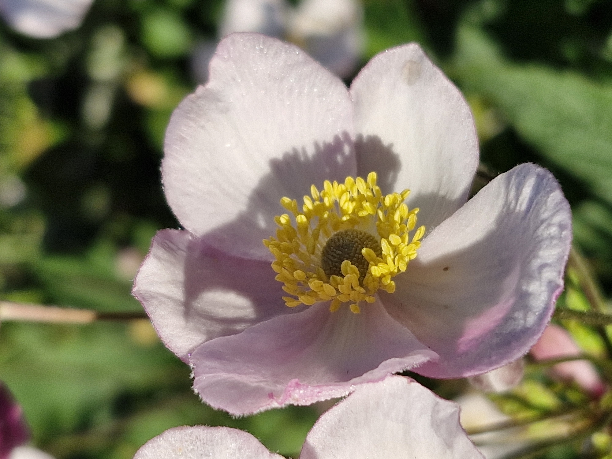 A close-up, high-angle shot captures a delicate, pale pink and white flower with a vibrant yellow center. The petals are slightly translucent and dusted with what appear to be water droplets, giving them a subtle sparkle. The flower's pistil, a dark brown, is surrounded by numerous bright yellow stamens. The background is a blur of green foliage, suggesting an outdoor setting, likely a garden or park. There is no indication of the specific location within Klaipėda, Lithuania.