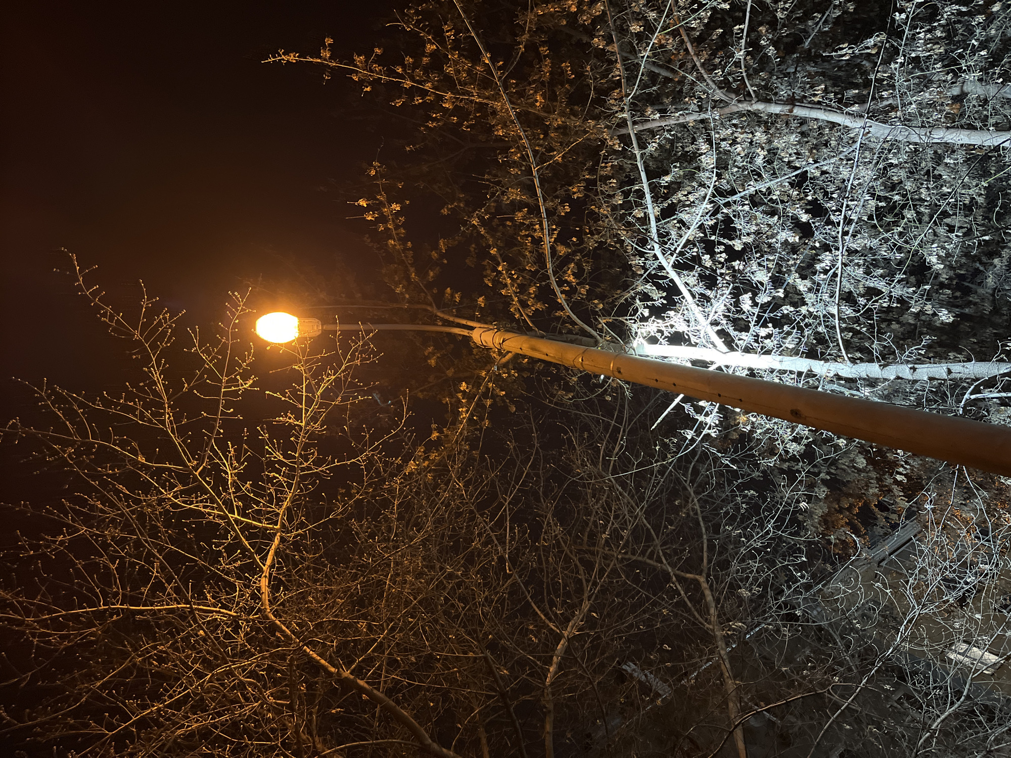The image captures a night scene in an urban location. Dominating the frame is a street lamp emitting a warm, orange glow. The light illuminates bare tree branches, casting contrasting shadows. To the right, the light from another source, possibly a similar street lamp, causes the branches to appear white. The pole of the street lamp cuts diagonally across the image, adding a geometric element. The background is dark and indistinct, suggesting a night sky or unlit buildings.