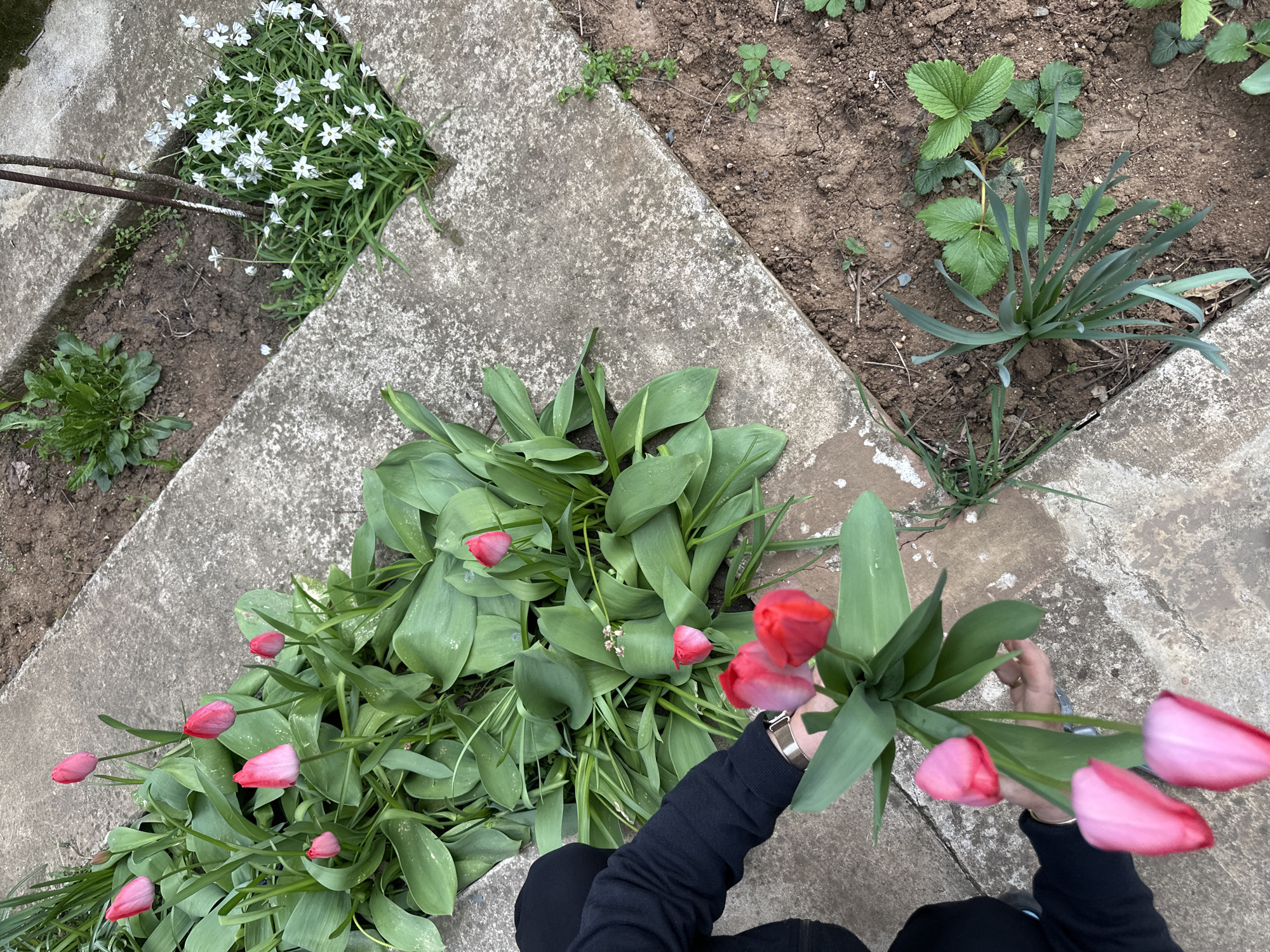 A ground-level, overhead shot shows a person seated on a concrete surface, gathering a bunch of red tulips. The scene unfolds in what appears to be a garden setting, with sections of bare soil and various plants scattered around. To the upper left, a patch of small white flowers grows in a soil-filled square surrounded by concrete. In the upper right, strawberry plants and other greenery fill another patch of soil bordered by concrete. The person is wearing dark clothing and holds a bunch of red tulips in their hands, while more tulips lie on the concrete next to them. The exact location in Montana, Bulgaria, cannot be determined from the visual information alone.