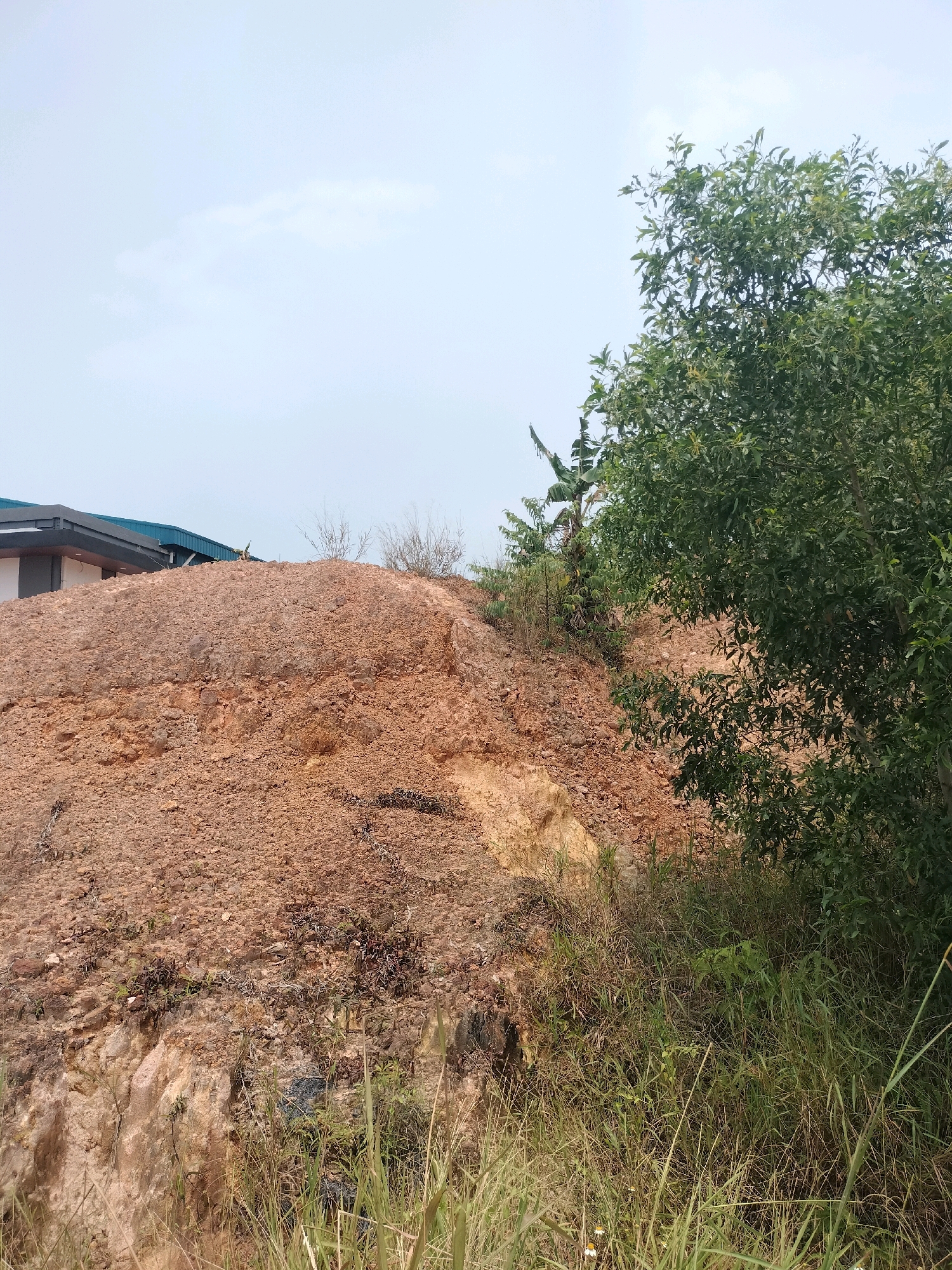 This image depicts a natural landscape with a man-made structure in the background. A reddish-brown dirt hill dominates the foreground, with some sparse vegetation growing on its slopes and at its base. To the left, a portion of a building with a blue roof and gray walls is visible, suggesting the area is near human development. On the right, a large green tree with dense foliage stands tall. In the background, there is a clear sky with a few wispy clouds. The scene appears to be an outdoor location, possibly a construction site or an undeveloped area within Batam, Indonesia, where natural terrain meets urban expansion. There are no people or animals visible in the image.