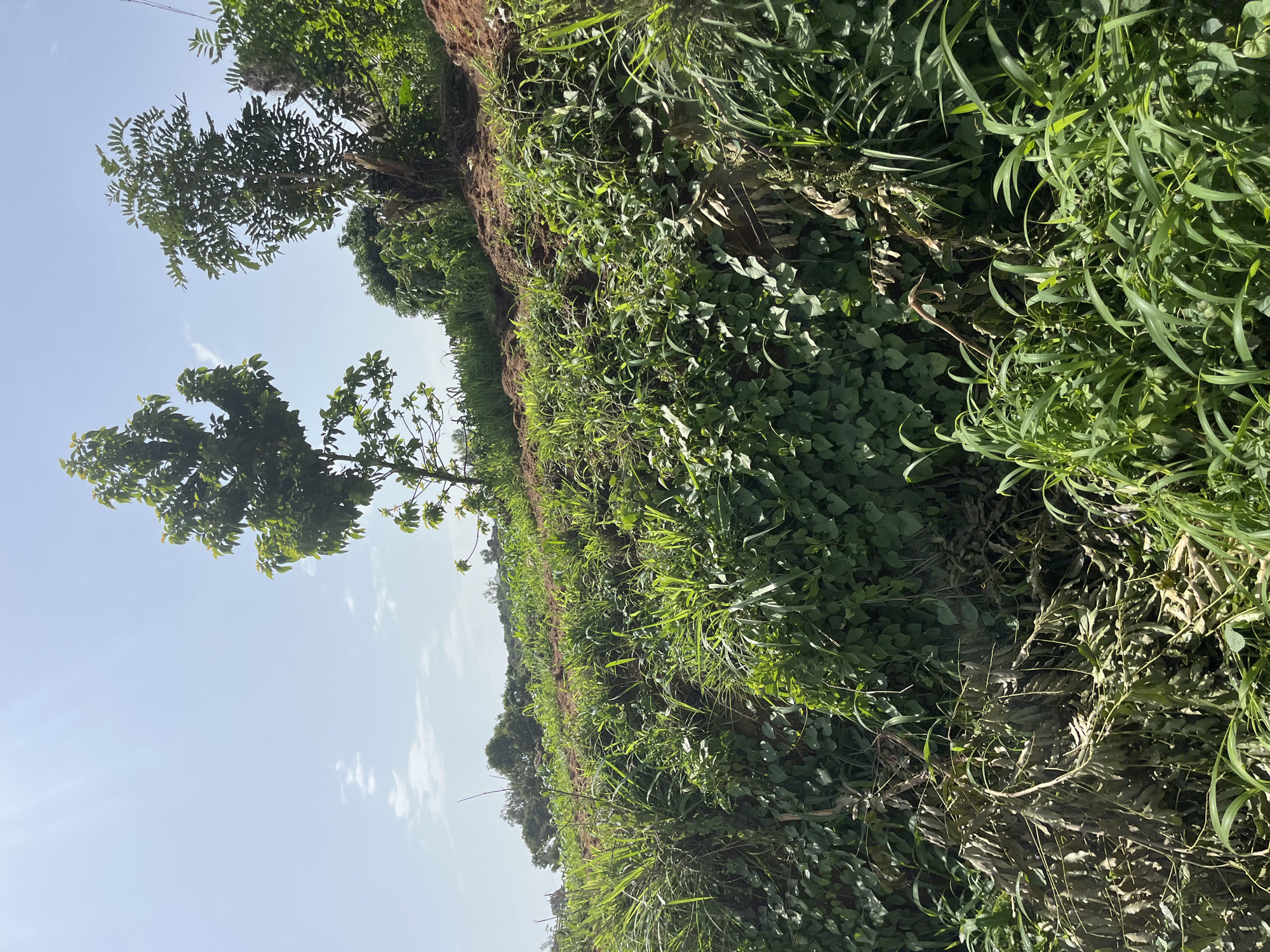The image depicts an outdoor scene with lush green vegetation. The perspective is low, looking up towards a bright, clear blue sky with a few scattered clouds. There are several trees visible, their leaves catching the sunlight. The ground is covered in a dense layer of grass and other low-lying plants, with a visible soil embankment running along the edge of the vegetation. The light suggests it is daytime, likely late morning or early afternoon, with sunny weather. No people or specific objects are discernible. The scene appears to be a natural or agricultural setting, possibly a field or a hillside, given the embankment and the density of plant growth. The overall impression is one of natural abundance and a peaceful, rural environment. The location context provided is Bukuru, Nigeria.
