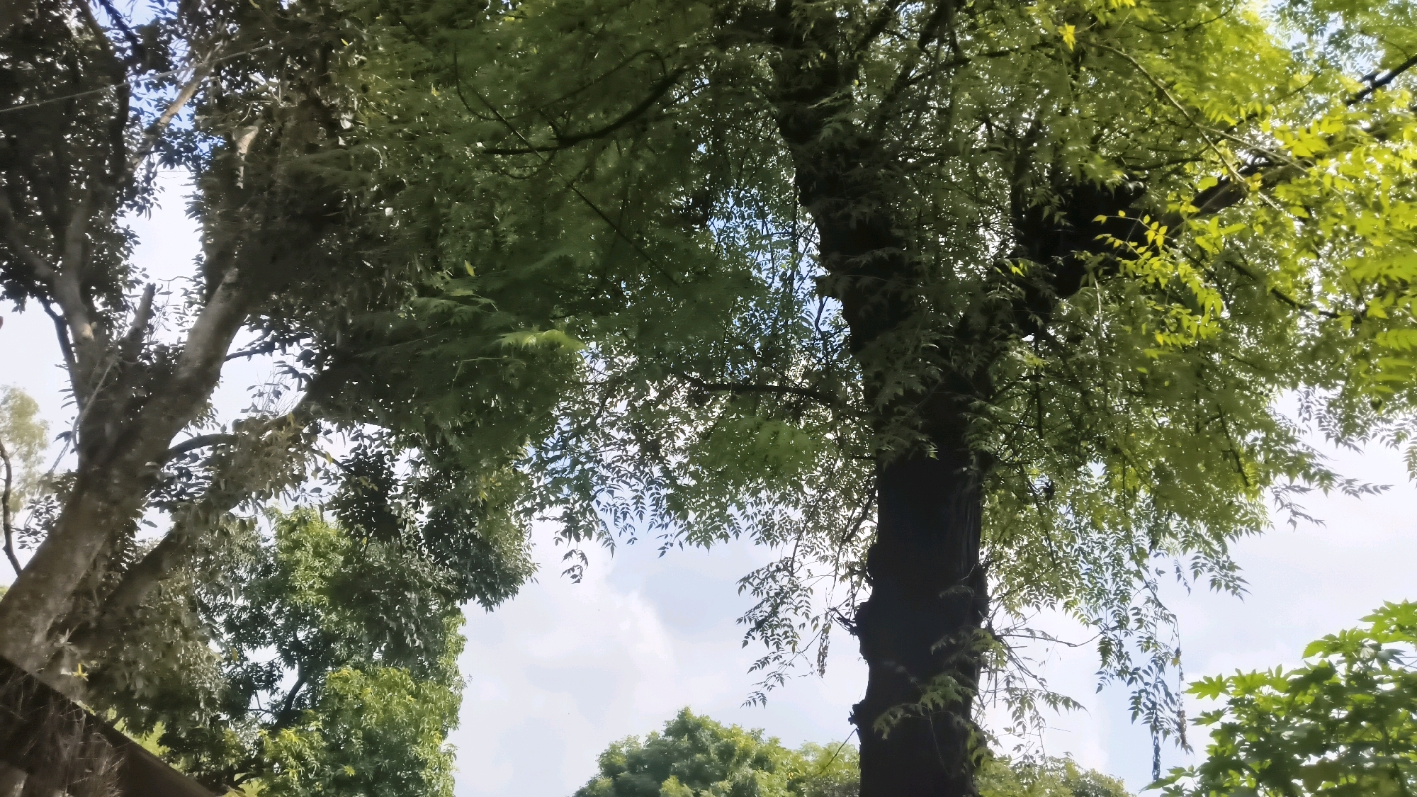 The image shows a view looking upwards through the canopy of large trees, with their leaves and branches filling most of the frame. The sky is visible in patches between the foliage, with some clouds present. The overall impression is of a densely vegetated area, likely a park or garden. The image was taken in Bhogaon, India.