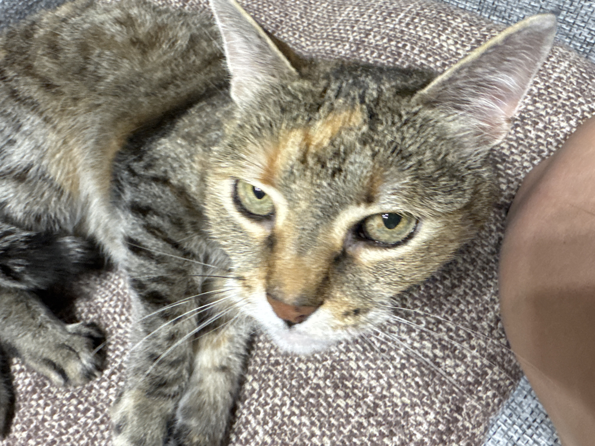 An overhead close-up shot captures a domestic tabby cat resting indoors on a textured brown and beige fabric surface, likely a sofa or cushion. The cat, with striking green-hazel eyes, gazes directly at the camera with an alert and curious expression. Its fur exhibits a classic tabby pattern with shades of grey, brown, and black stripes, interspersed with subtle warmer, reddish-orange patches on its forehead and ears, suggesting it might be a torbie. Its long, white whiskers are clearly visible around its pink nose and white-furred mouth area. On the right side of the frame, a small portion of a human's skin-toned arm or leg is visible, indicating the cat is resting in close proximity to a person. The scene is set indoors, with no specific time of day or weather discernible beyond ambient indoor lighting. There is no visible text in the image, which is located in Murino, Russia.