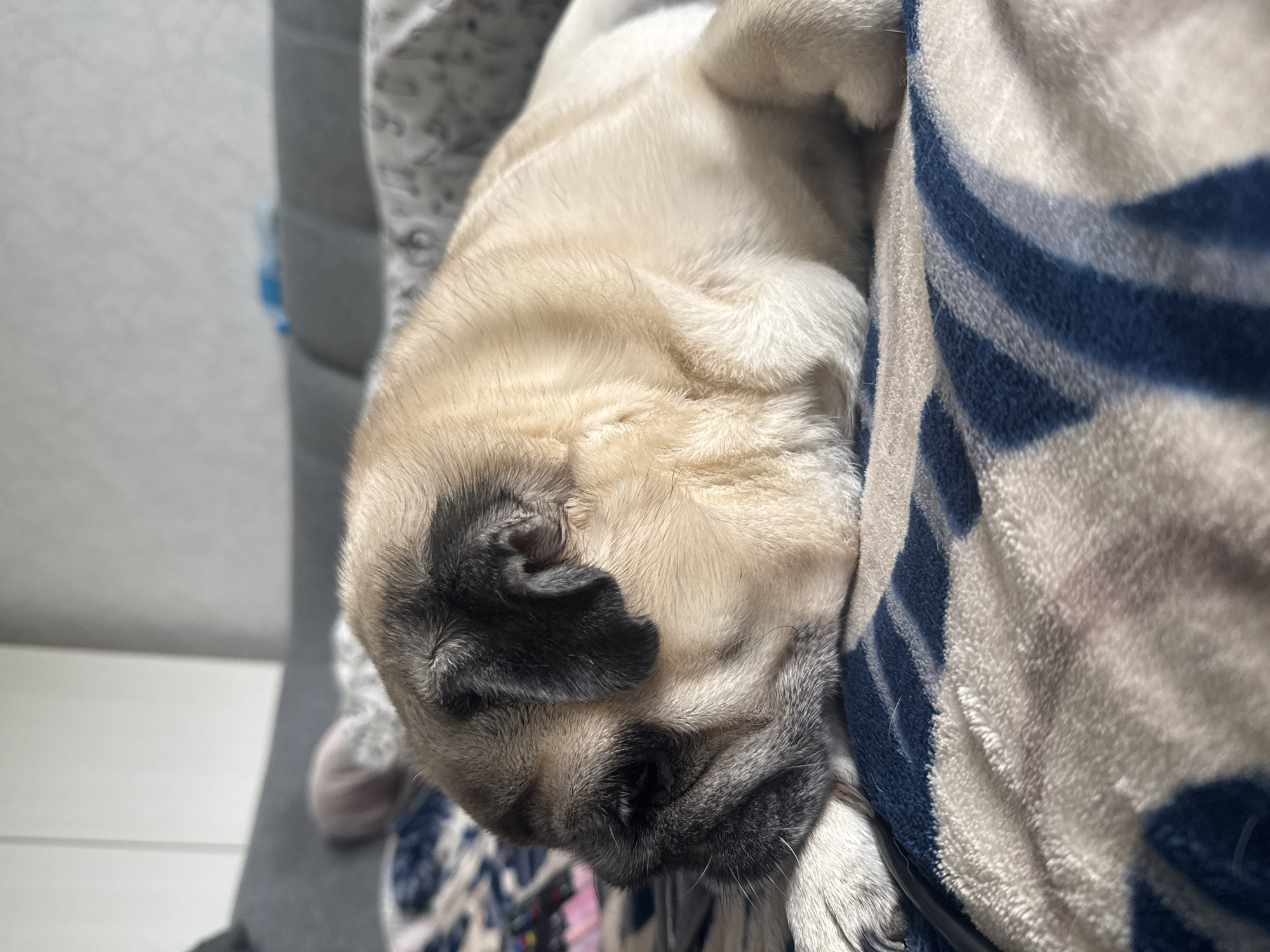 A fawn-colored pug dog sleeps peacefully on a blanket with blue and white stripes, its face resting on its paws. The dog is positioned in the foreground of the image, with its body taking up most of the frame. The blanket is soft and textured, appearing to be made of fleece. In the background, a grey sofa is visible, partially covered by another patterned blanket. A white wall forms the backdrop, suggesting an indoor setting. The lighting suggests it is daytime, with sunlight casting shadows and highlighting the dog's fur. There is no identifiable information within the image to suggest a specific location within Bishkek City, Kyrgyzstan.