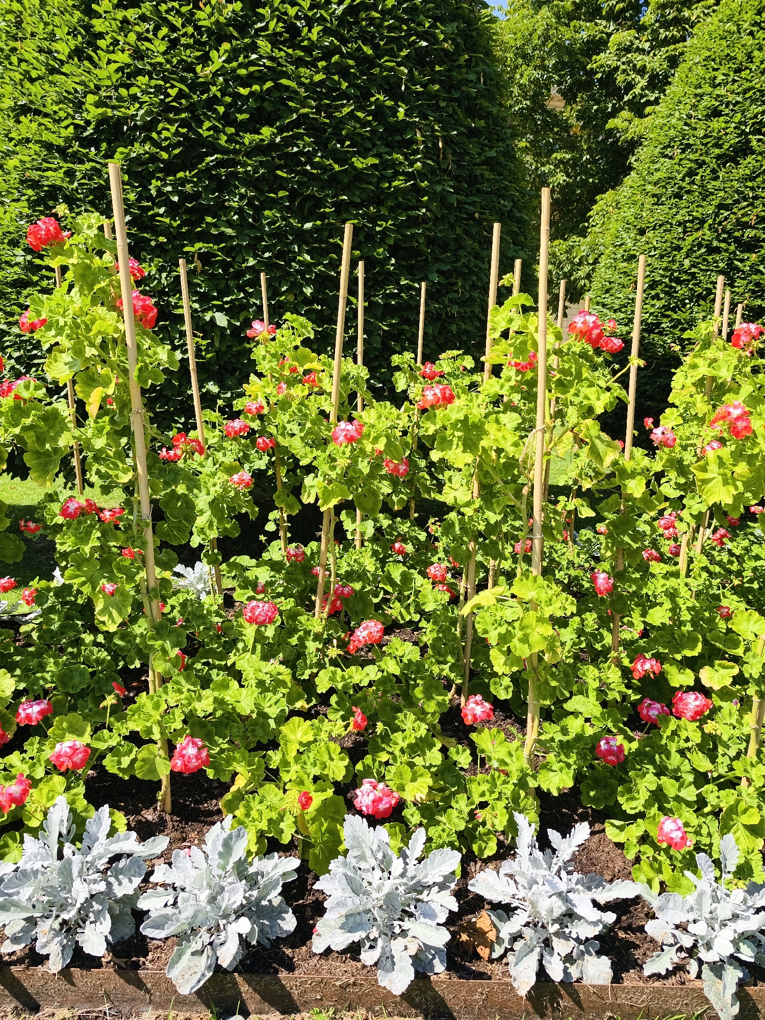 The image shows a close-up view of a garden bed filled with vibrant green foliage and numerous bright pink geraniums. The flowers are supported by thin, light-brown bamboo stakes, which are arranged throughout the plants. In the foreground, three silver-leafed plants with lobed leaves are neatly arranged, bordering the bed. The background is dominated by a dense, neatly trimmed green hedge, with taller trees visible further in the distance. The scene is bathed in bright sunlight, casting shadows on the ground. The location is identified as the Himmelstalund Gardens in Norrköping, Sweden. There are no people or animals visible in the image.