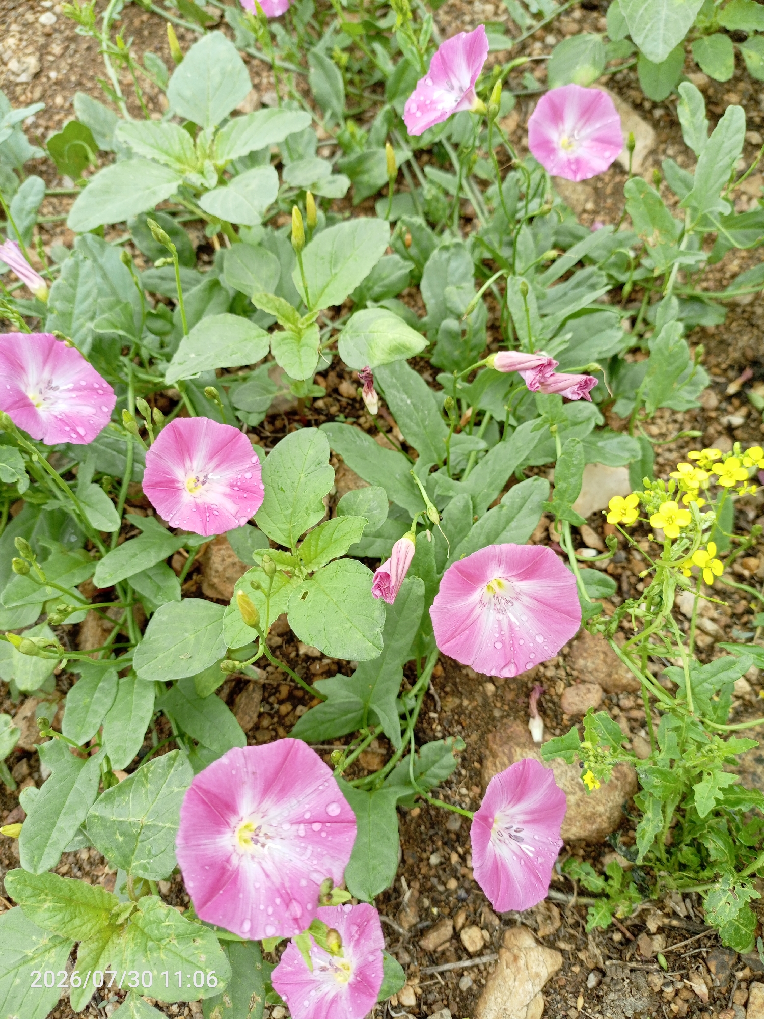The image displays a close-up, eye-level view of a patch of ground covered in green foliage and several pink morning glory flowers. Some of the flowers are fully open, revealing a white center and delicate pink petals adorned with water droplets. Others are partially closed or in bud form. Small yellow flowers are visible on the right side of the frame, interspersed with the green leaves and the pink flowers. The ground beneath the plants is composed of soil, small stones, and scattered larger rocks. The lighting suggests an outdoor setting during the daytime. A timestamp in the bottom left corner reads "2026/07/30 11:06". The scene appears to be a natural growth of wild flowers and plants. No people or animals are present in the image. The location is identified as a street in Erkhiruk, Russia.