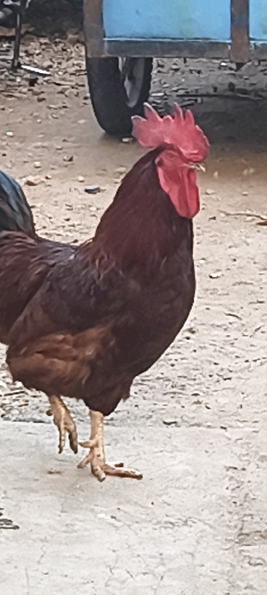 A rooster stands on a concrete surface with a dirt background. The rooster is predominantly dark brown with a bright red comb and wattle. It is facing to the right of the frame, with its left leg extended forward. In the background, a blue and metal cart with a wheel is visible, partially obscured by the rooster. The ground is a mix of dirt, gravel, and cracked concrete.