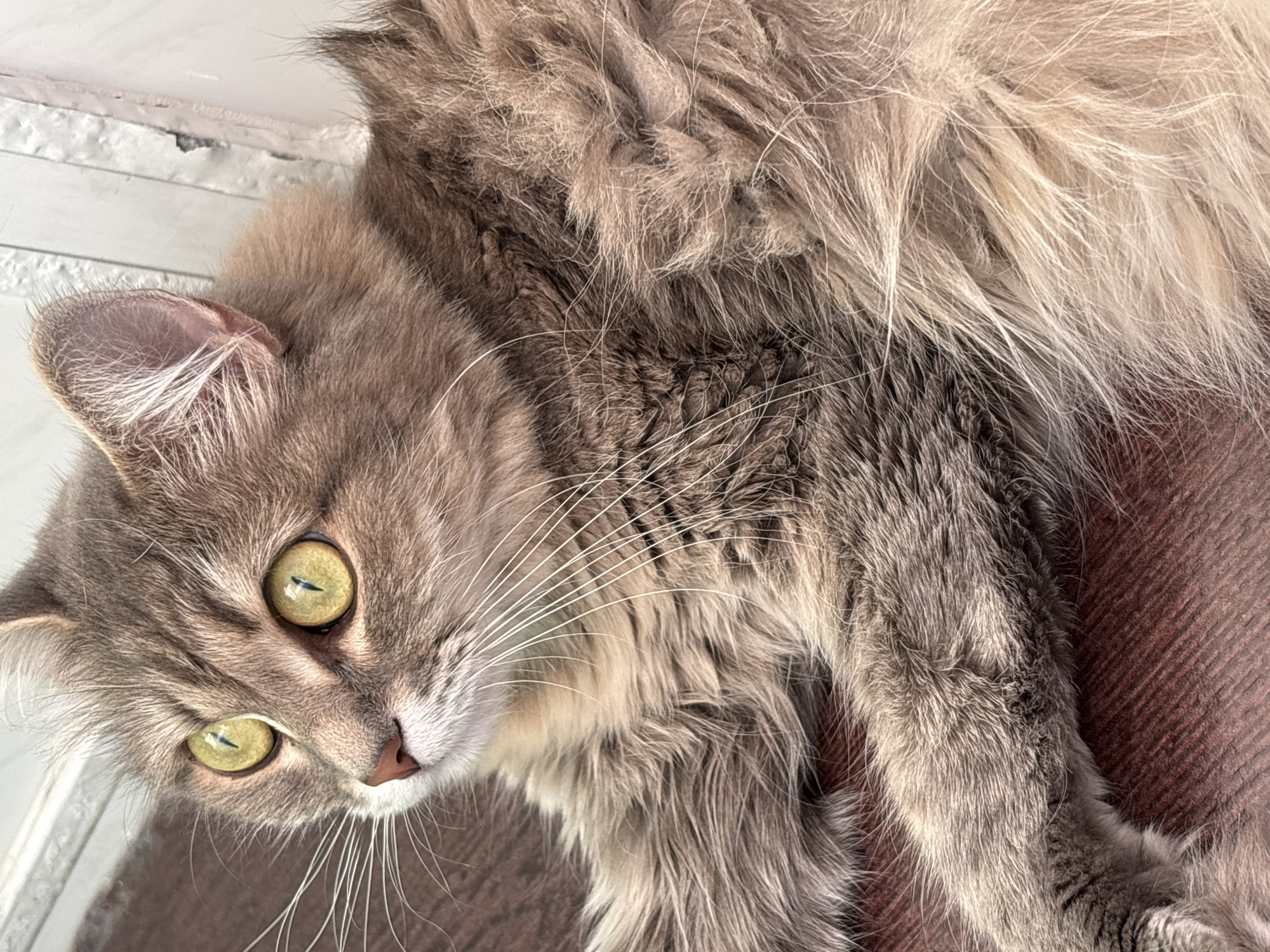 This media file features a close-up shot of a grey tabby cat with striking green eyes. The cat is lying down, with its head turned to look directly at the camera. Its fur is long and appears soft, with variations of grey and lighter brown tones, and prominent white whiskers.
The cat's gaze is alert and curious. The lighting suggests an indoor setting, possibly during daylight hours, with a soft, diffused light illuminating the scene. The background is a bit out of focus but appears to be a textured surface, possibly a blanket or upholstered furniture, in a warm, reddish-brown hue. To the left of the cat, a white, textured surface is visible, which could be a windowsill or part of a wall.
There are no people visible in the image. The activity is simply the cat resting and observing its surroundings. No text is visible. The location context of Novokuznetsk, Russia, does not provide any specific visual cues within the image itself, but it indicates the geographical origin of the image.