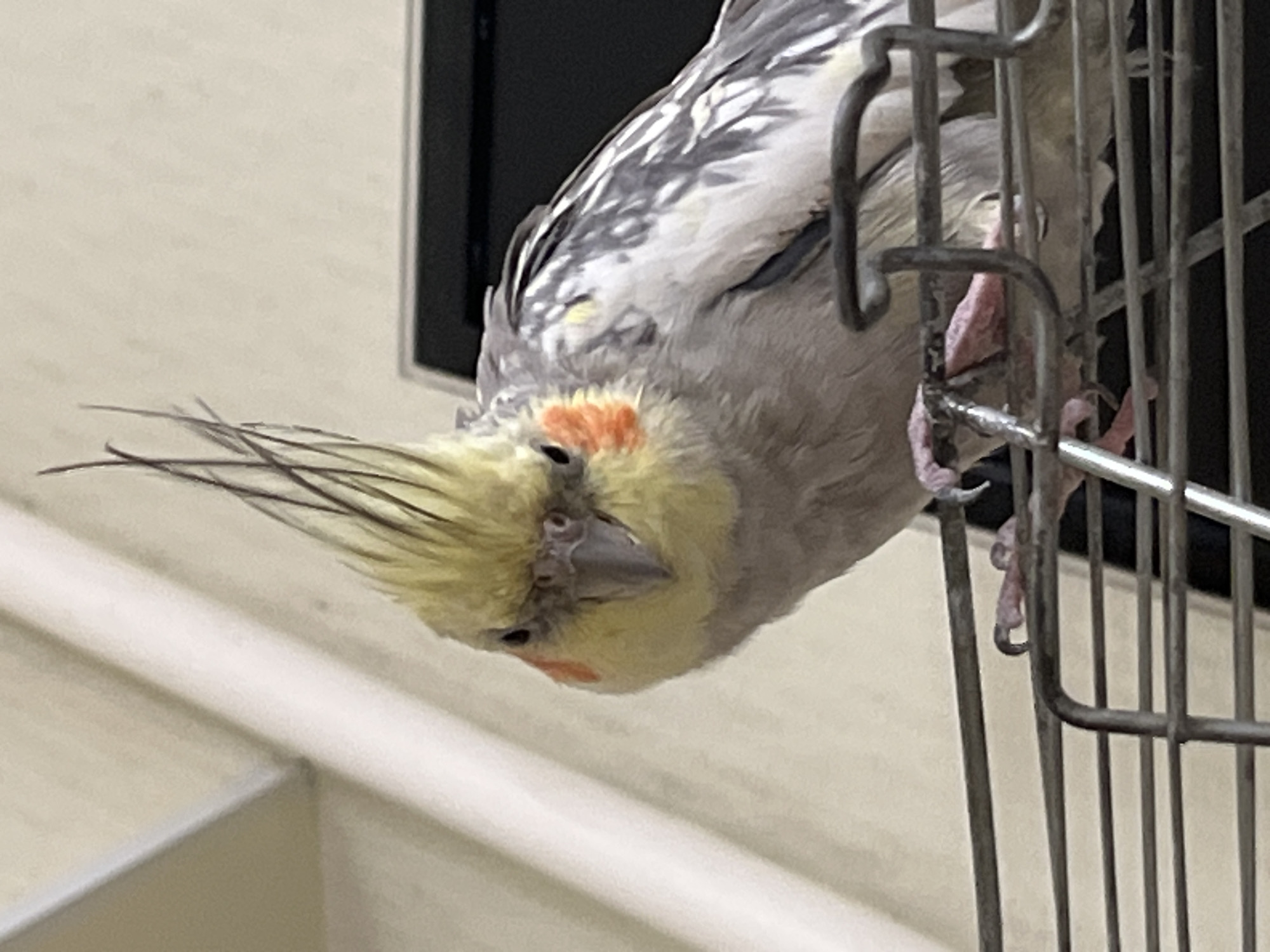 A cockatiel with a yellow crest and orange cheek patches is perched on a metal cage. The bird is facing the camera, with its head tilted slightly. Its grey and white feathers are visible, as are its small pink feet gripping the cage bars. The background is out of focus, showing a pale wall and a hint of a dark object. The scene appears to be indoors. There is no information about the location in Korolyov, Russia.