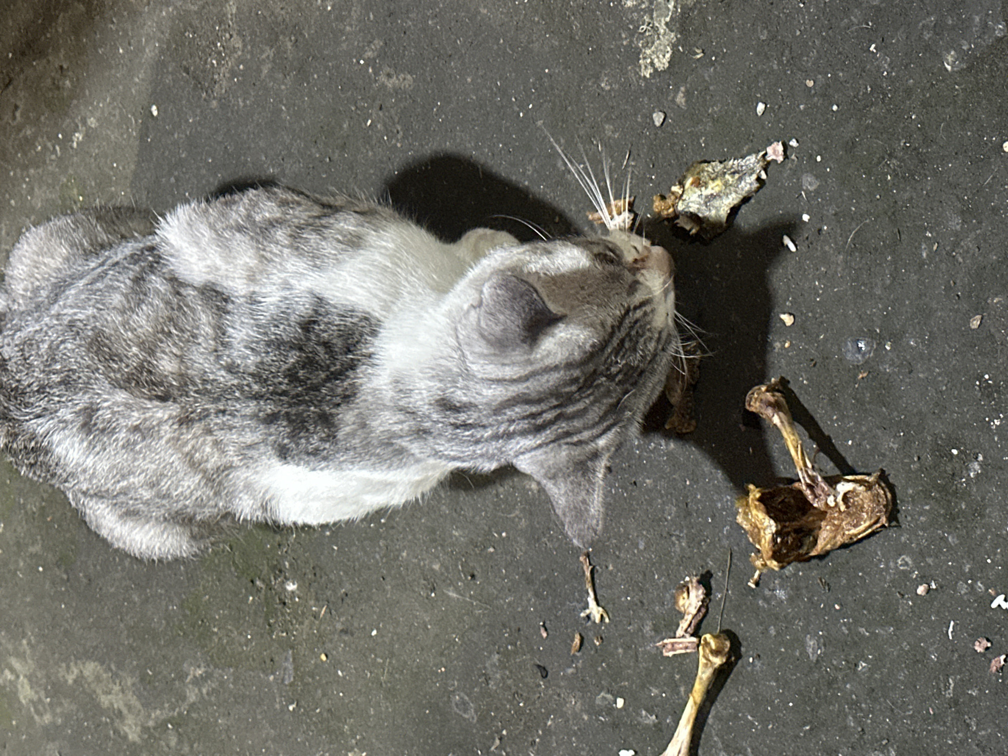 The image shows a gray and white tabby cat from an overhead view, facing right and towards the top of the image. The cat is surrounded by remains that appear to be bones and remnants of a bird. The background is dark and looks like a cement surface. The scene likely takes place in Denpasar, Indonesia. There is no evidence of people in the image. The cat is the main subject, near the skeletal remains. The environment is dimly lit, suggesting it's night time.