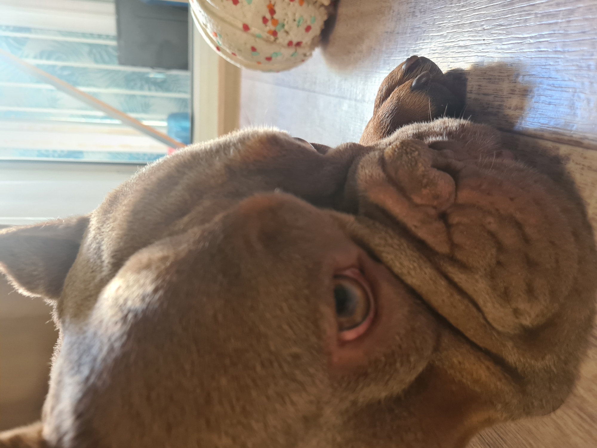 A close-up, low-angle shot shows the head of a light brown French bulldog lying on a light brown wooden floor. The dog's eye is visible and appears to be a light blue or gray color with some red around the eyelid. The dog's jowls and nose are prominent, with deep wrinkles around its snout. To the right of the dog, a decorative pumpkin with white frosting and multi-colored sprinkles is visible. In the background, sunlight streams through a window with vertical blinds that have a tropical leaf pattern. The overall lighting suggests an indoor setting on a sunny day. There are no people present in the image.
