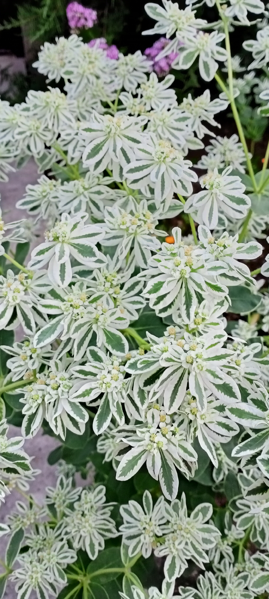 A close-up, vertical, eye-level shot captures a dense cluster of Snow-on-the-Mountain plants, identified as Euphorbia marginata, a common ornamental plant. The variegated leaves, predominantly white with striking green edges, form a frothy, almost floral appearance. Small, delicate greenish-white flower clusters are visible at the center of many leaf arrangements. The background is softly blurred, hinting at darker green foliage and some muted purple flowers in the upper left quadrant, and a neutral grey surface below. The image is devoid of human presence and action, focusing solely on the botanical subject. The scene is outdoors, likely a garden or park setting, though no specific city or country is discernible from the image itself.
