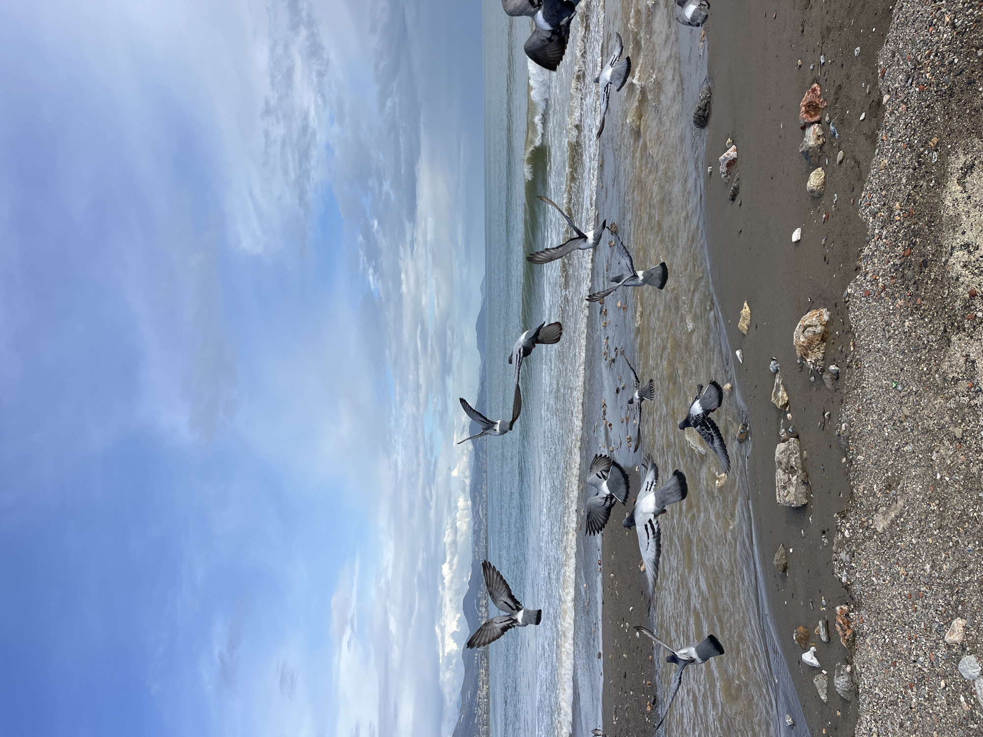 The image shows a flock of pigeons in flight near the shoreline of a beach. The beach is composed of sand and pebbles. The sea is visible, with small waves lapping at the shore. In the distance across the water, a coastal landscape including buildings can be seen along the landmass. The sky is blue with scattered clouds. The location appears to be Alanya, Turkey, given the coastal architecture visible in the background.
