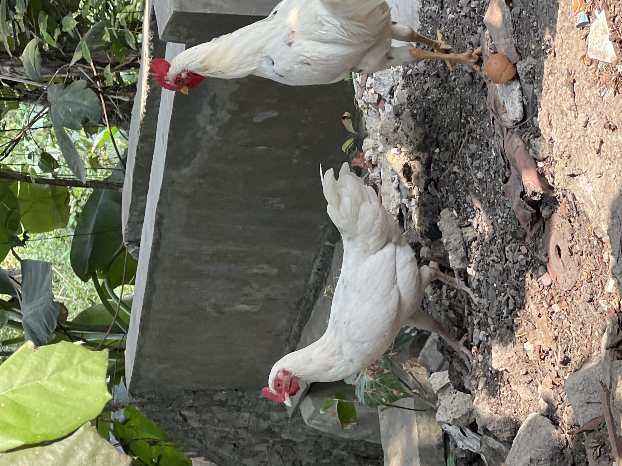The image depicts two white chickens in an outdoor environment. One chicken is positioned in the foreground on the left, facing left with its head slightly raised. The other chicken is to the right and behind the first, facing away from the viewer, with its head turned towards the left. The ground is covered with debris, including rocks, dirt, and some broken concrete. In the background, there is a concrete wall and lush green foliage. The scene appears to be a yard or an undeveloped area. The context of Klapanunggal, Indonesia, suggests a rural or semi-rural setting.
