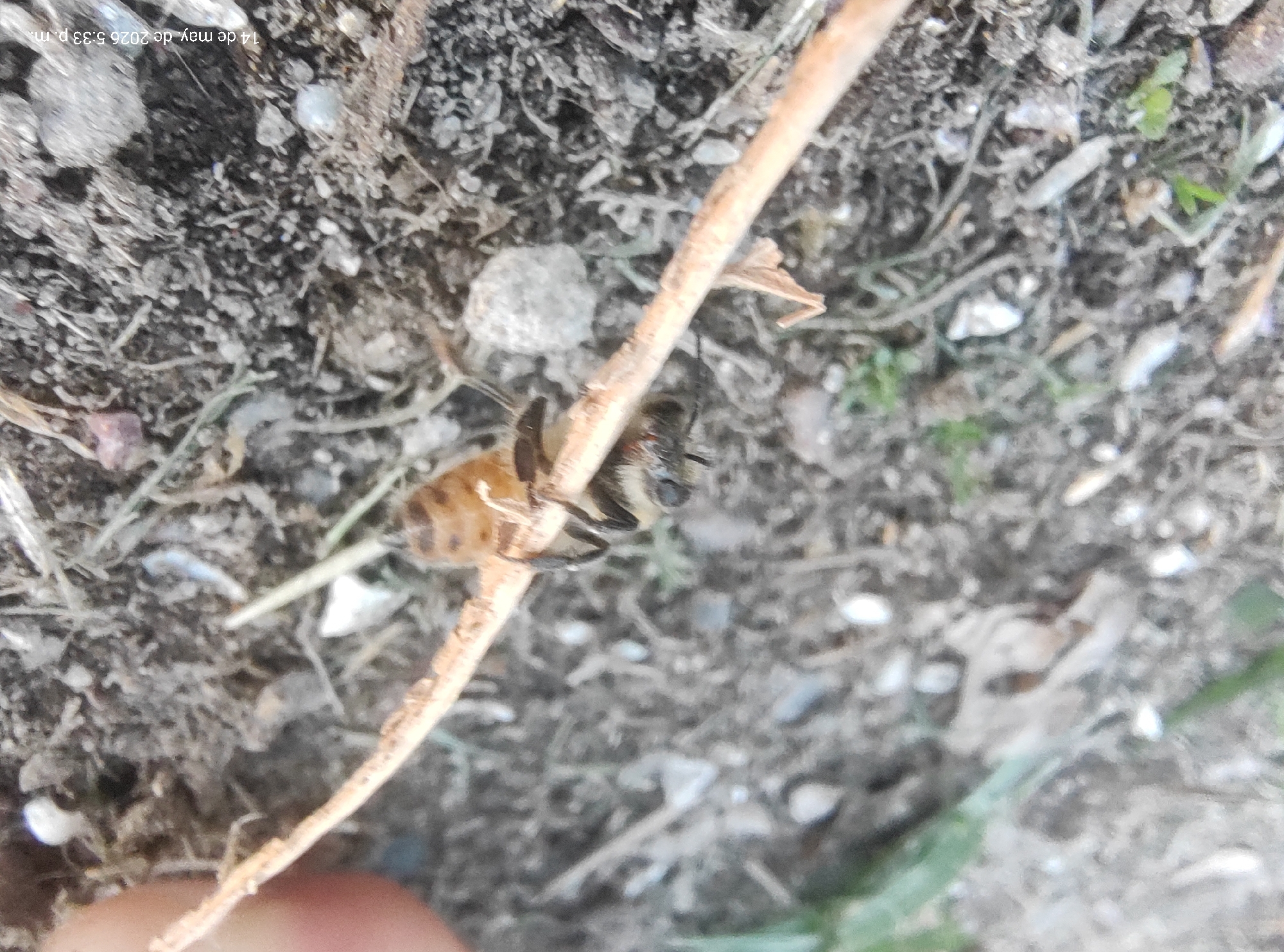 A bee clings to a twig on a dirt ground, likely in an outdoor environment. The background consists of soil, small stones, and sparse vegetation. The location is Villa Domínico, Argentina, as indicated by the date in the image's upper left corner, "14 de may. de 2026 5:33 p. m."