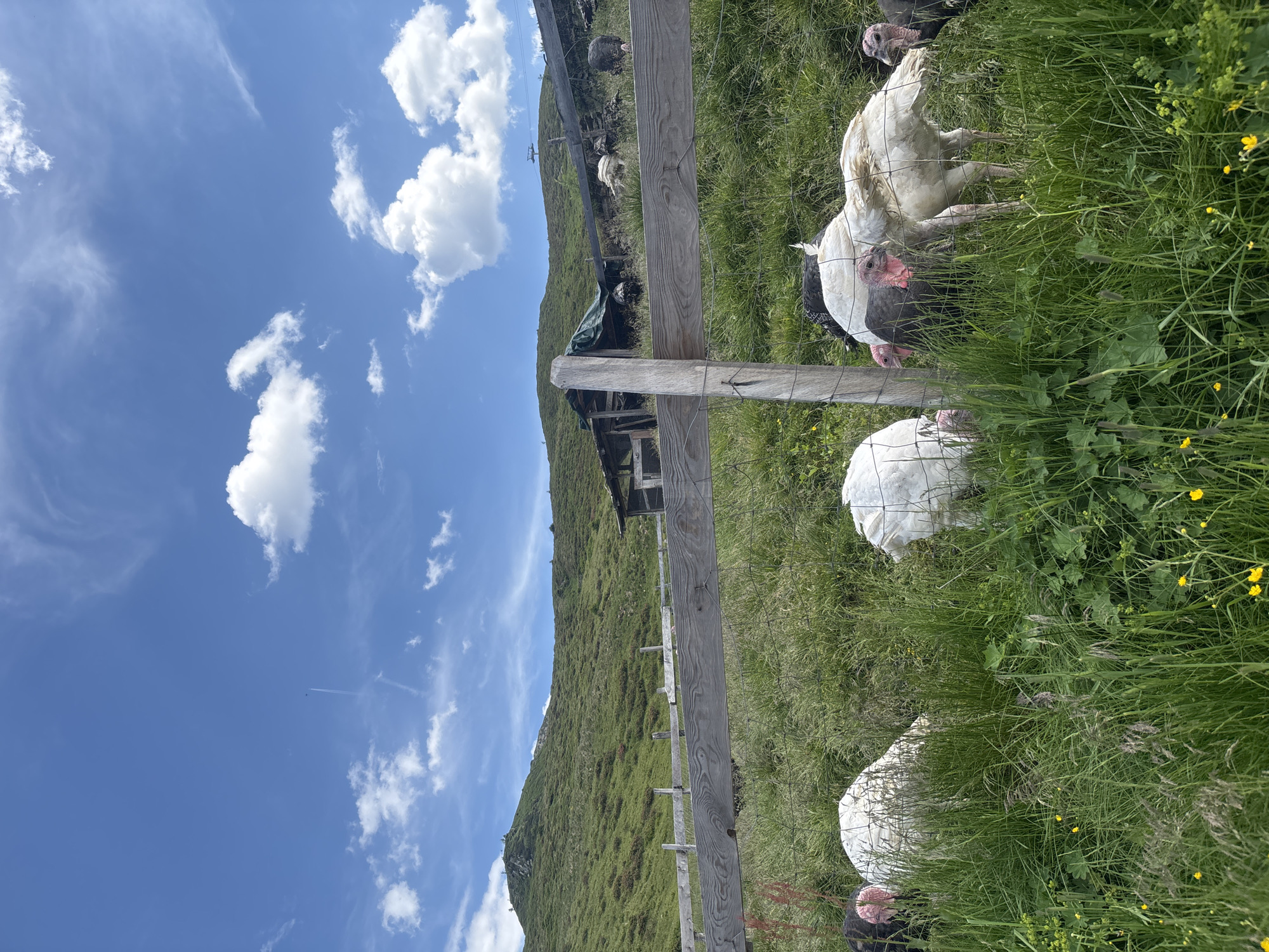 A flock of turkeys, both white and dark-feathered, graze in a lush green pasture bordered by a wooden fence. The fence is constructed with rough-hewn planks and wire mesh. In the background, a green, rolling hillside rises under a bright blue sky dotted with fluffy white clouds. A rustic wooden structure, partially covered by a green tarp, sits on the hillside. The scene appears to be in a rural mountainous area, consistent with the location of Ratschings - Racines, Italy, known for its alpine landscapes. There are no people visible in the image.