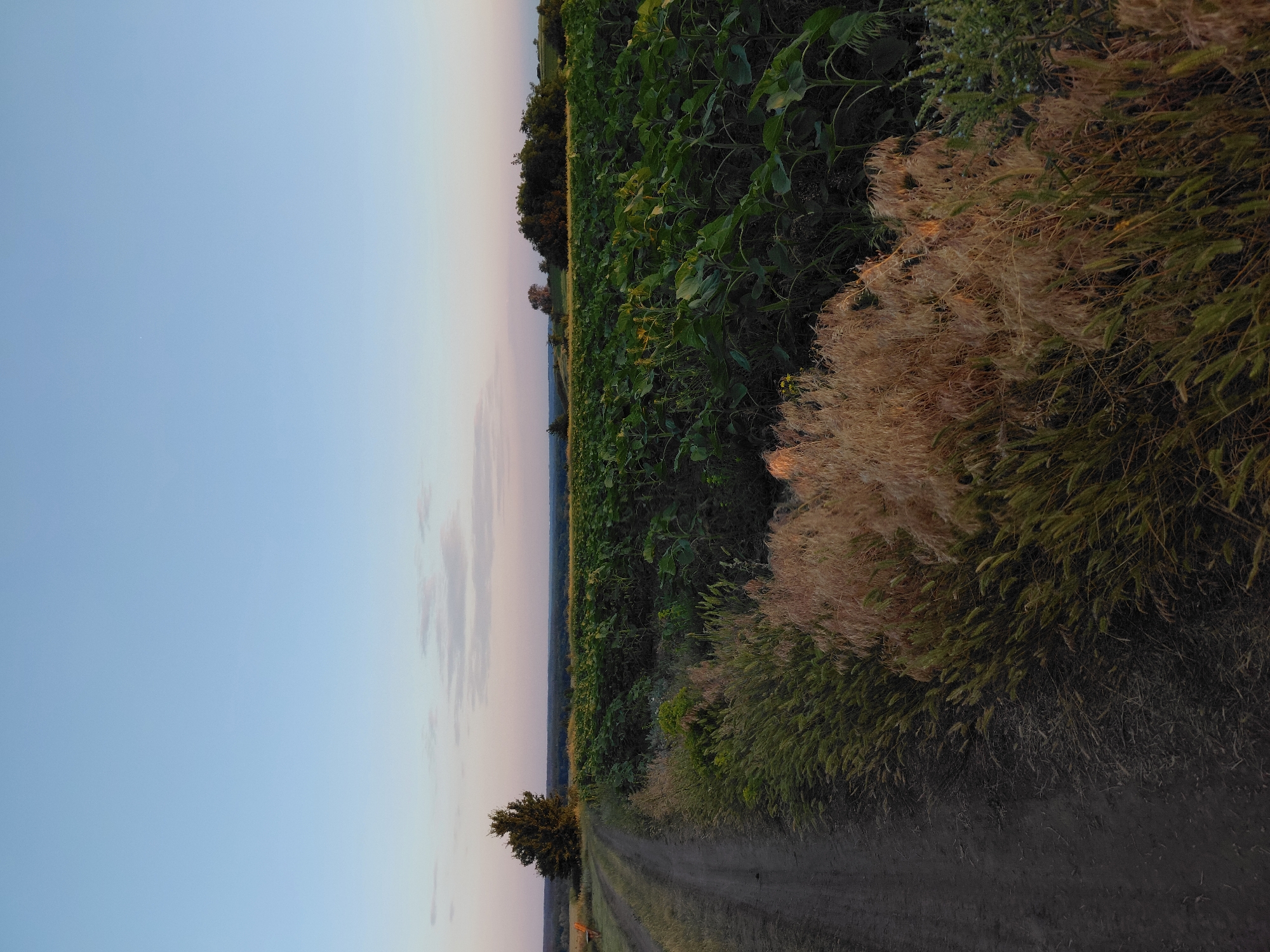 An outdoor, vertical, full shot captures a dirt road curving to the left, bordered by tall, dry grass and a large field of young sunflowers under a pale blue sky with faint clouds. A single, mature tree stands on the left side of the road, behind a small cluster of dry grass. The field of sunflowers extends into the distance, with a line of trees visible on the horizon. The overall scene appears to be a rural landscape, possibly during the golden hour or dusk, given the soft lighting.