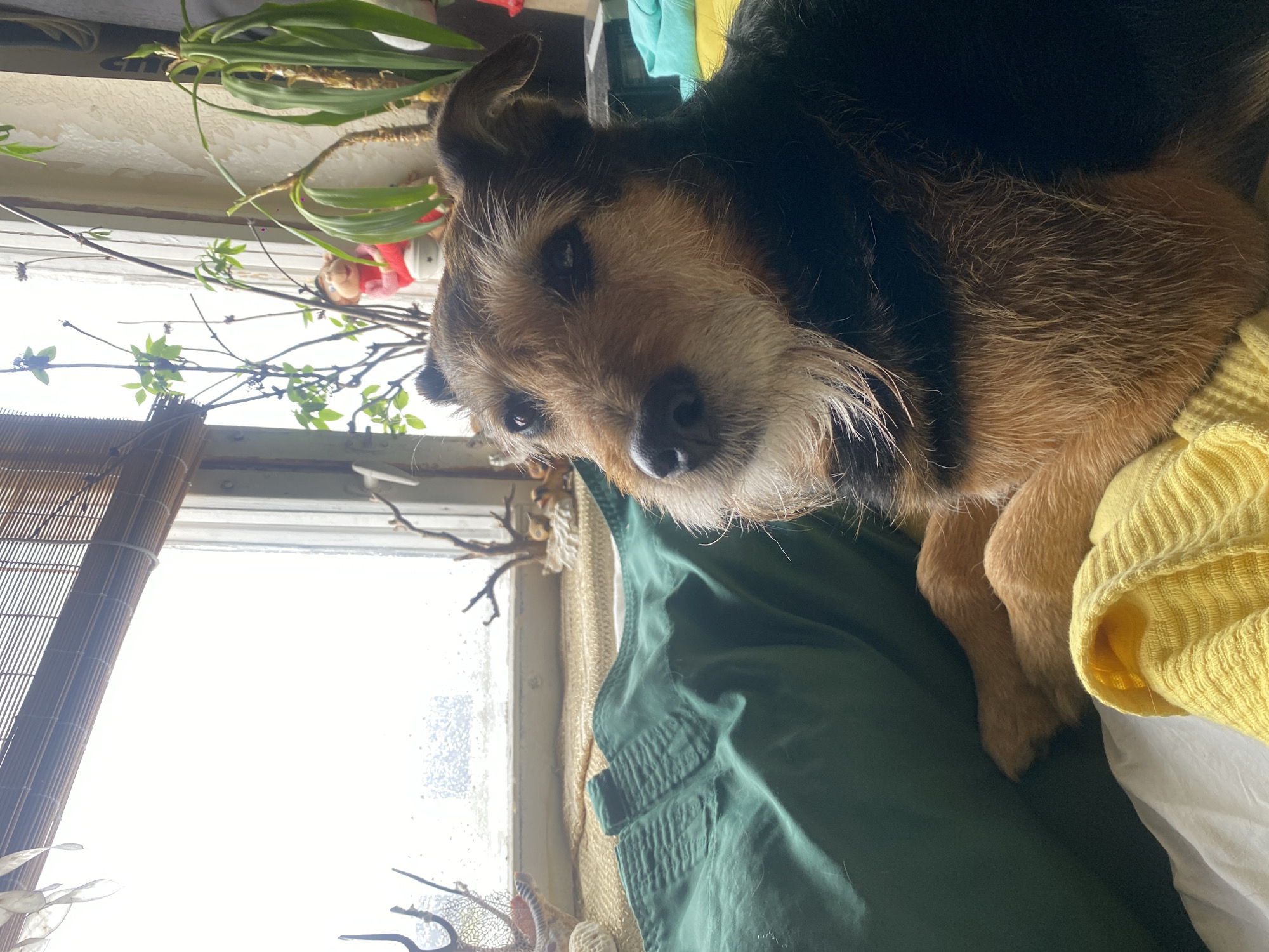A dog rests on green and yellow fabric near a window. Beside the window are plants and decorative branches. A bamboo blind hangs to the left of the window. The location is indiscernible from the provided image.