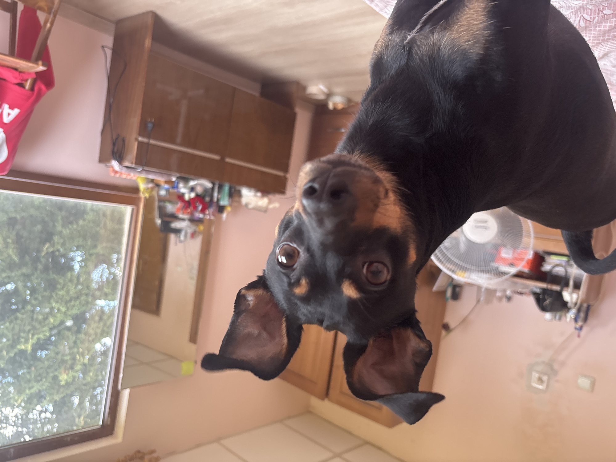 A small, black and tan dog with large, expressive ears is captured in a close-up shot. The dog's head is turned towards the camera, with its brown eyes looking directly at the viewer. Its body is partially visible, showing a sleek coat. The dog appears to be indoors, as evidenced by the background which includes a pink wall, a wooden dresser with various items on top, and a window showing greenery outside. A white fan is also visible to the left of the dog. The lighting suggests it is daytime.