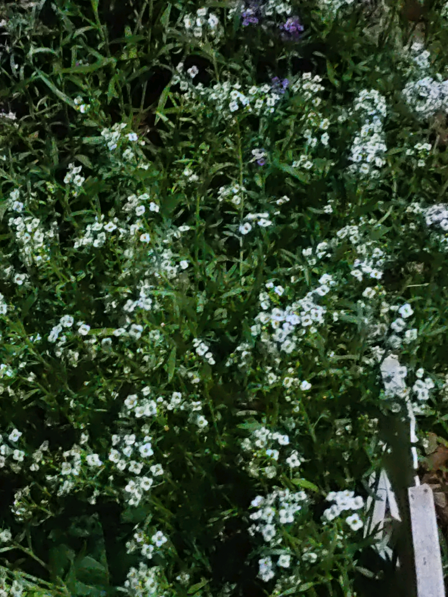 This image shows a close-up view of a dense cluster of small white flowers, likely Alyssum, interspersed with dark green foliage. The flowers are delicate, with four petals each, and grow in clusters along slender stems. Some subtle hints of purple flowers are visible in the upper portion of the image, adding a touch of color variation. The lighting suggests it might be evening or a shaded area, as the overall scene is dark with the flowers appearing brightly lit. The image does not contain any people or identifiable landmarks, nor does it provide any clues to its specific location within Rostov-on-Don, Russia. The focus is entirely on the floral arrangement.