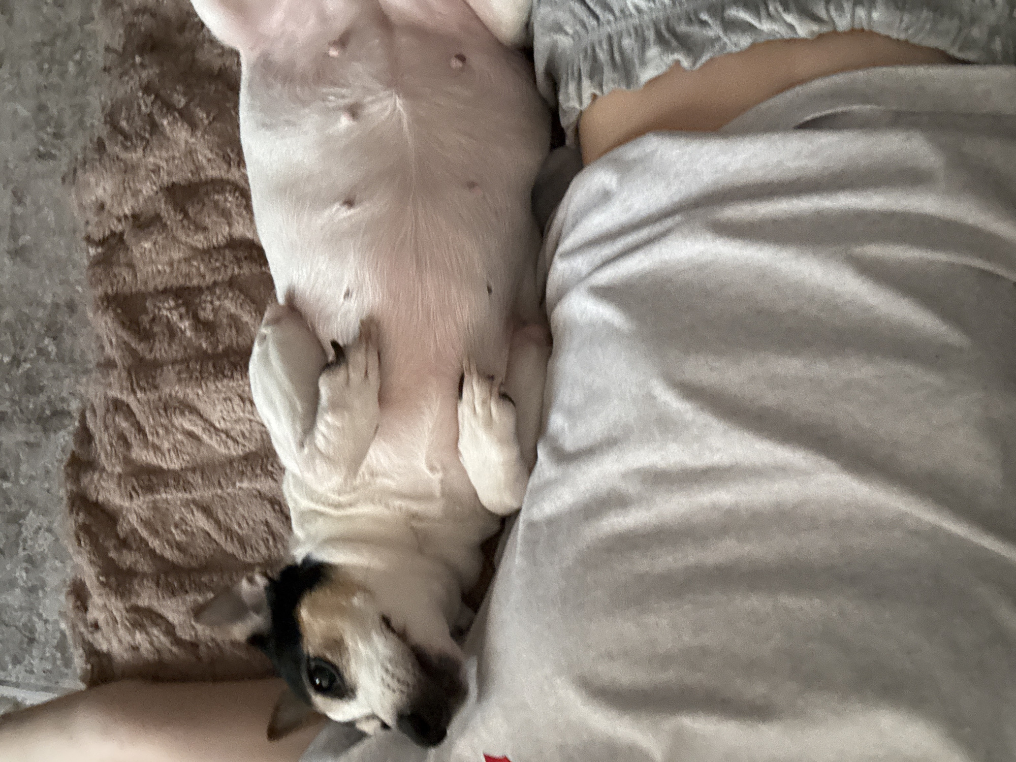 A small, tri-colored dog, possibly a Jack Russell terrier mix, is lying on its back on a person's lap. The dog's white belly is exposed, revealing several teats. The dog has black and tan markings on its head and ears. It is looking to the left with its mouth slightly open. The person's arm and leg are visible, as is a gray t-shirt and a brown, textured blanket. The scene appears to be indoors, likely on a couch or bed. The image is a close-up shot and the background is out of focus. There is no discernible information about the location in Russia.
