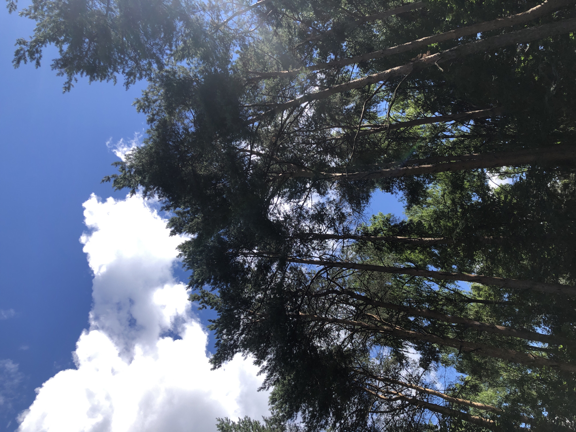 The image shows a low-angle view of tall pine trees against a bright blue sky with scattered white clouds. The sun is shining, casting shadows and creating lens flare in some areas. The trees are densely packed, with their branches and dark green needles filling most of the frame. The background shows more greenery, suggesting a forested area. The scene is consistent with a natural environment, such as a park or forest on the outskirts of a city. The location of Moscow, Russia, is not evident from the image itself, as it depicts a generic natural landscape.