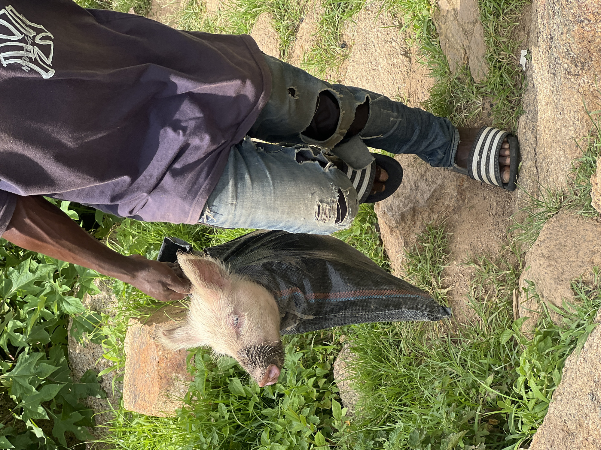 A person with dark skin, wearing a dark purple t-shirt with a white logo on the back and ripped blue jeans, is walking on a dirt path with grass and rocks. The person is carrying a small, light-colored piglet inside a black mesh bag. The piglet's head is sticking out of the bag and appears to be facing left. The person is wearing black slide sandals with white stripes. The environment suggests an outdoor, possibly rural or semi-rural setting.