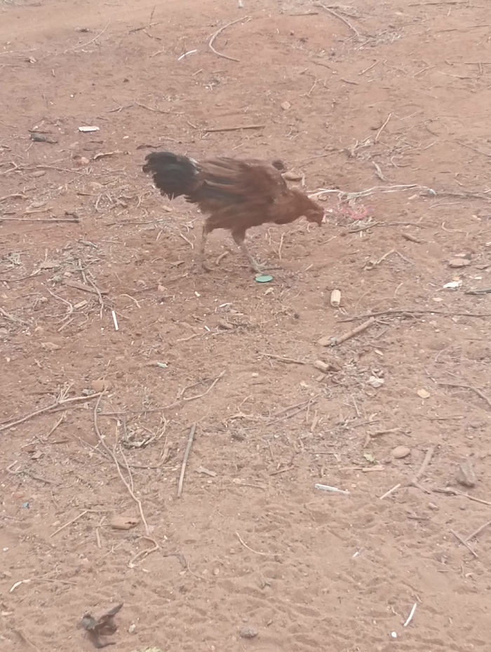 An image taken in Kyamatu, Kenya, depicts a reddish-brown chicken with dark tail feathers standing on a dry, reddish-brown dirt ground. The chicken is positioned slightly off-center to the left, facing right, with its head lowered towards the ground, indicating foraging behavior. Its left leg is forward. The ground is uneven and sparsely covered with natural debris including numerous small twigs, branches, and small stones. Artificial debris is also present, including a small, round, flat, light green object near the chicken's left foot, a piece of white material further right, and reddish-pink string-like material to the right and slightly behind the chicken. Faint impressions are visible on the ground. No other people or significant structures are present in the visible frame. The lighting is diffuse, suggesting overcast conditions or a uniform daytime exposure.