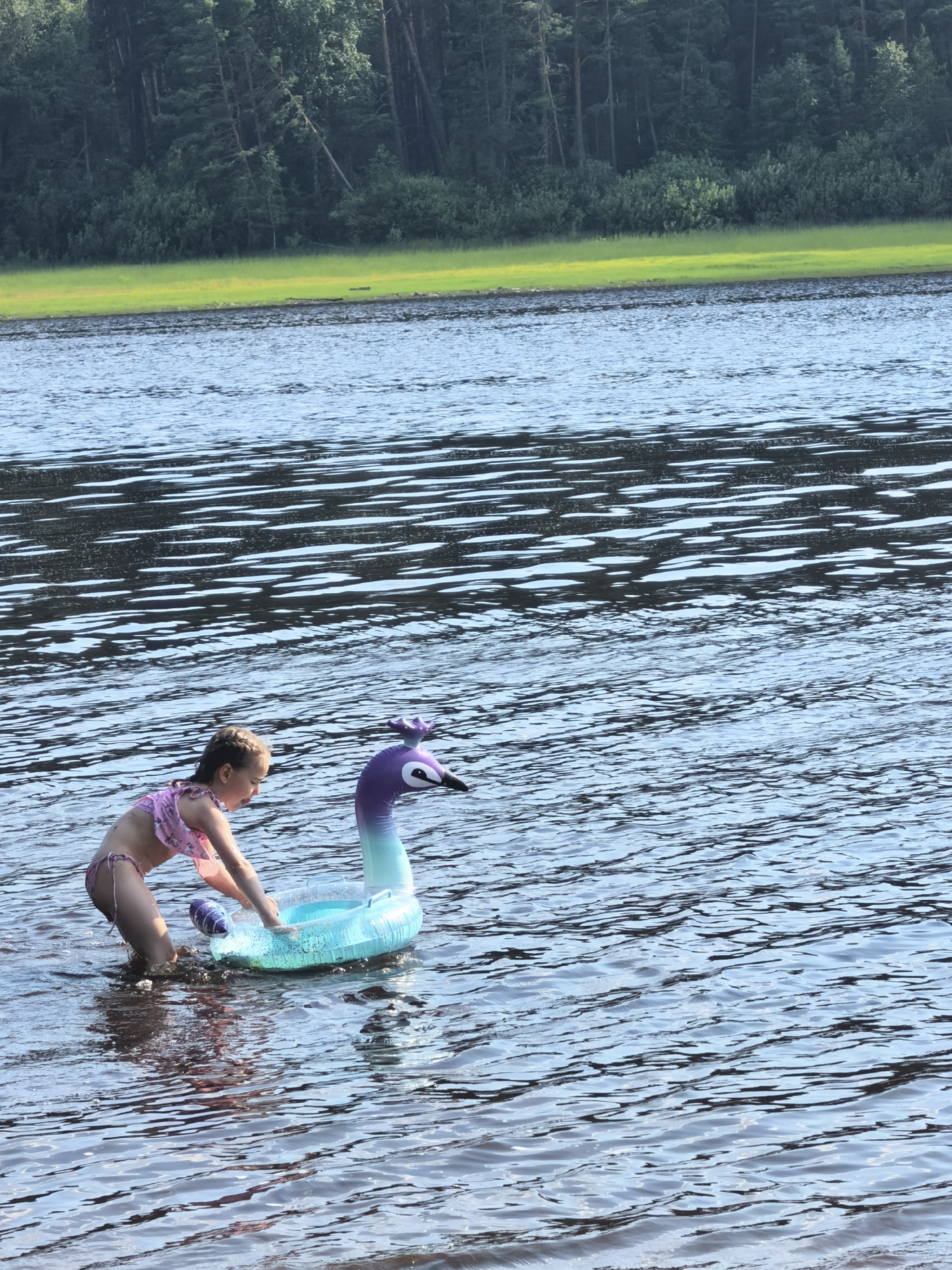A young girl in a pink bikini is playing in the water with an inflatable peacock float. She is partially submerged in the lake, with the peacock float in front of her. The girl is reaching out towards the float, possibly trying to climb onto it or push it. The water is rippling, suggesting a slight breeze. In the background, a lush green shoreline is visible, backed by a dense forest of pine trees. The sun appears to be high in the sky, indicating it is likely daytime, and the weather seems pleasant for outdoor activities. The scene evokes a sense of childhood fun and summer recreation. The location is identified as Sysert, Russia, a region known for its natural beauty and lakes. There is no visible text in the image.