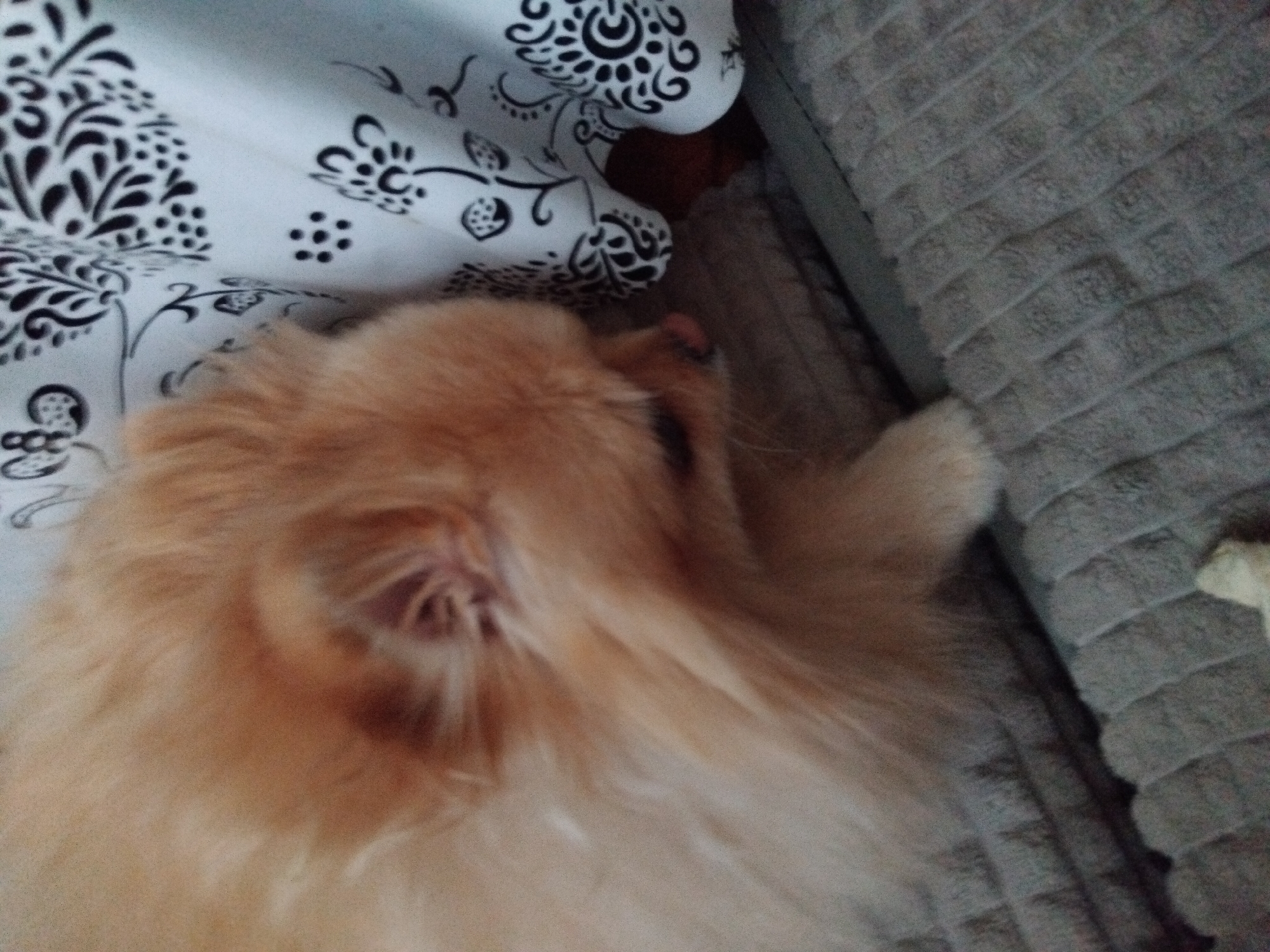 A Pomeranian dog with light orange fur is lying on a textured grey surface. The dog is facing to its left, with its head down. To the right of the dog, a white fabric with a black floral pattern is visible. The scene appears to be indoors, possibly on a couch or bed. The overall image quality is grainy, and the focus is soft, making precise details difficult to discern. The location in Apriltsi, Bulgaria is not identifiable from the image itself.